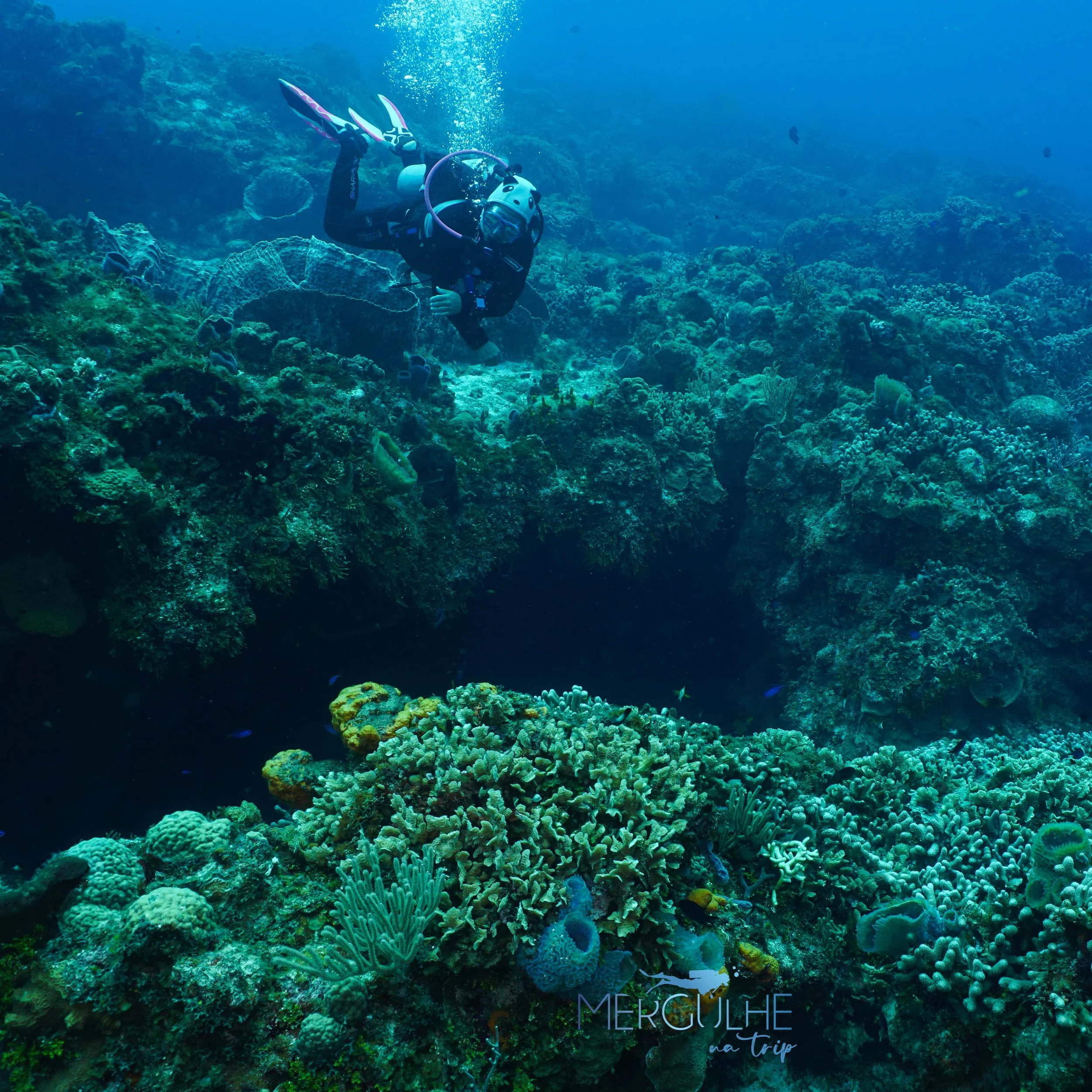 The Top Ten Best Dive Sites In Cozumel 2025 — Scuba Dive Cozumel : Blue ...