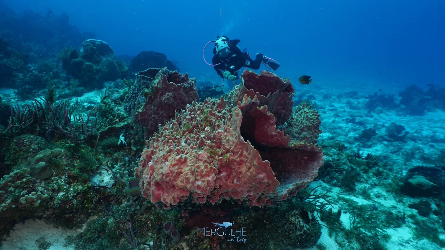 Cozumel Dive Sites — Scuba Dive Cozumel Blue Note Scuba