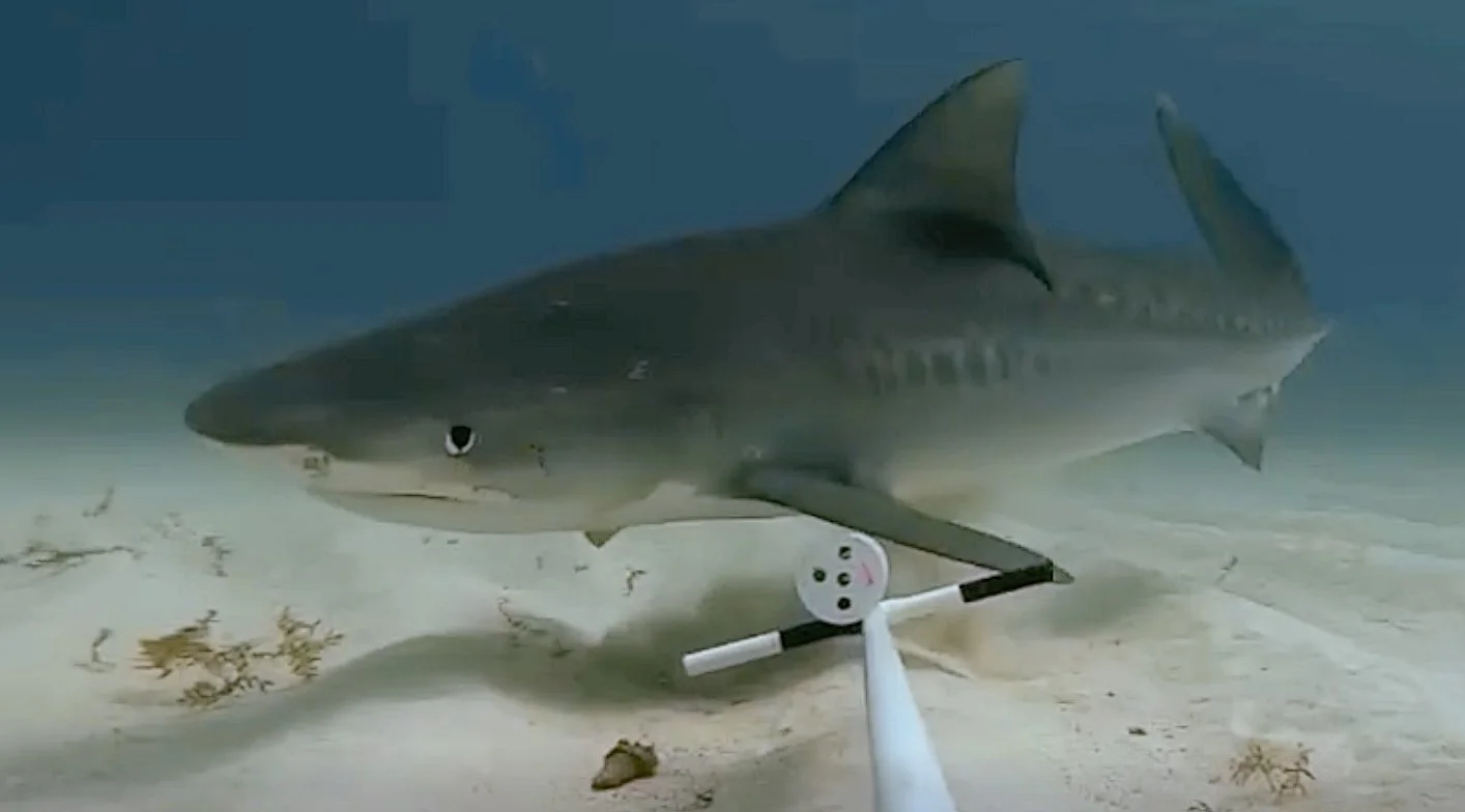 Tiger Shark in Cozumel over the sand