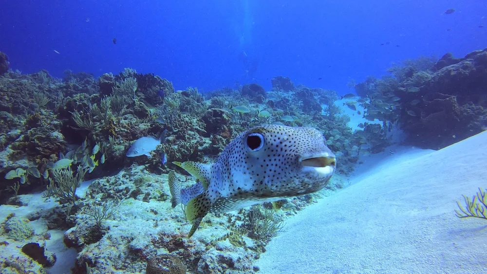 Cozumel Marine Life Guide: What You’ll See | Blue Note Scuba