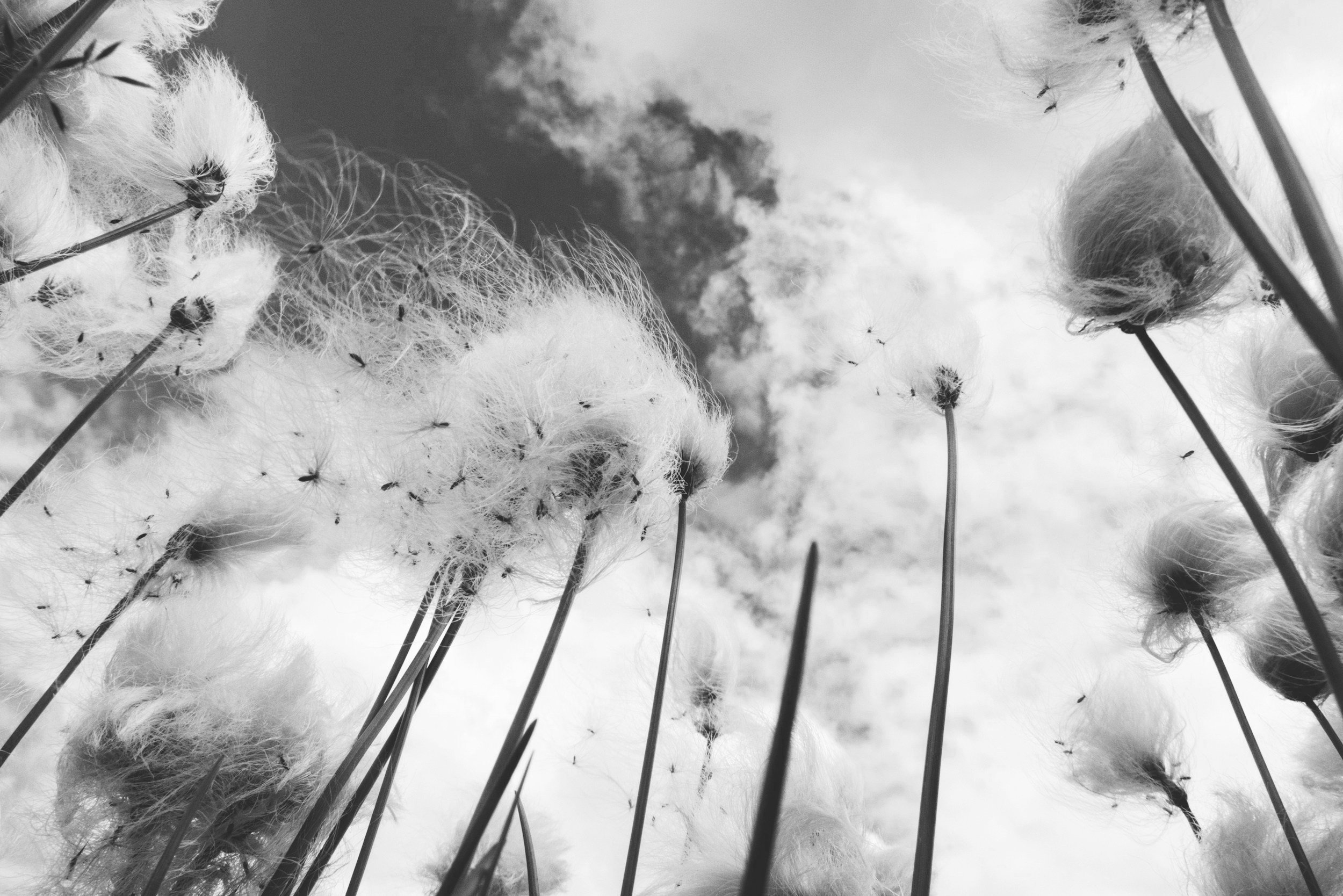 unsplash-image-STJzPFwLBww.jpg