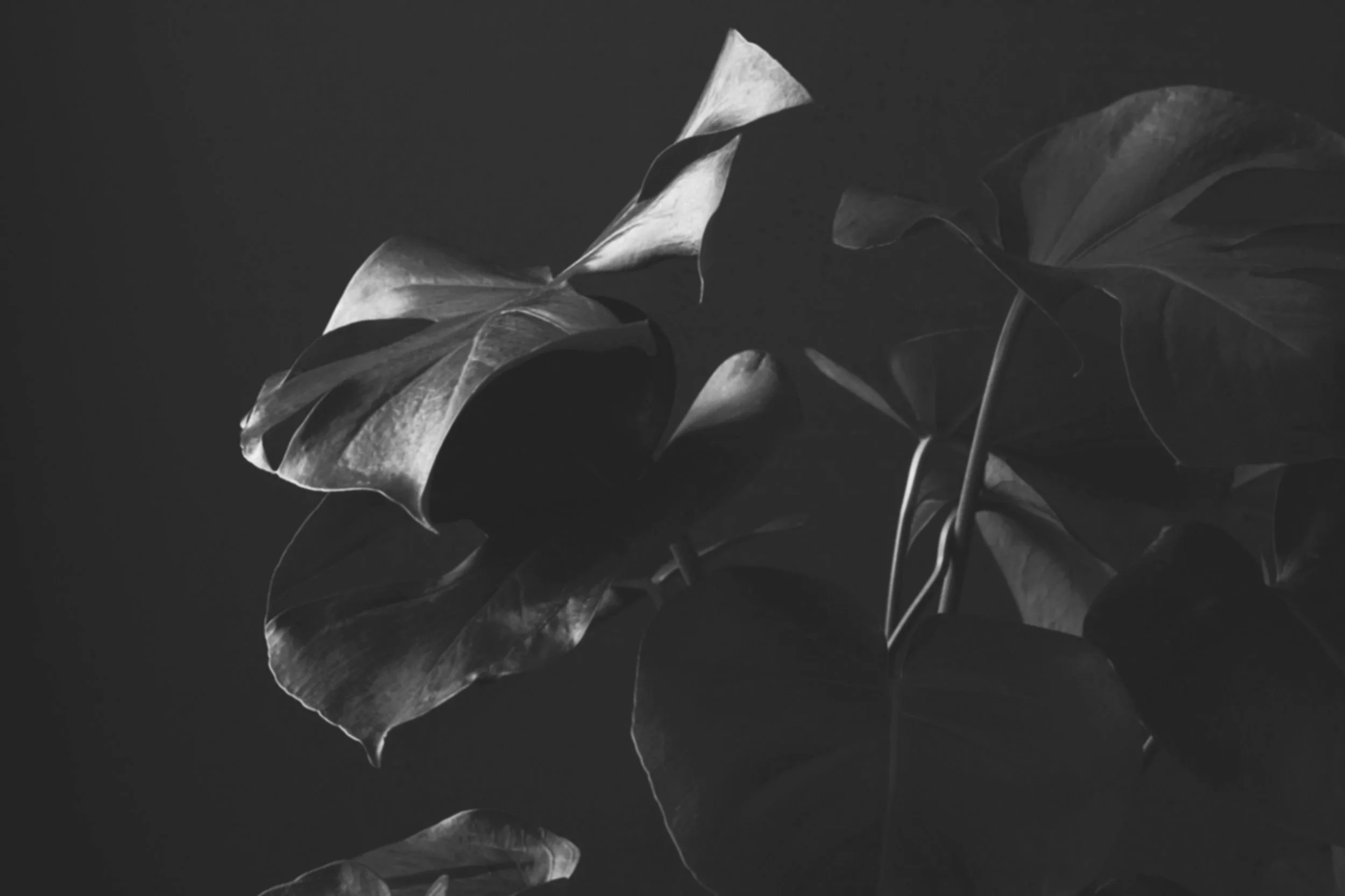 Embodied Somatics: A MindBody Movement Class, Tuesday 5:45 Odd Fellows