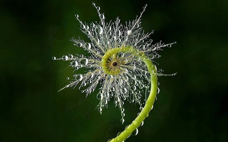 Transitional Consulting Package