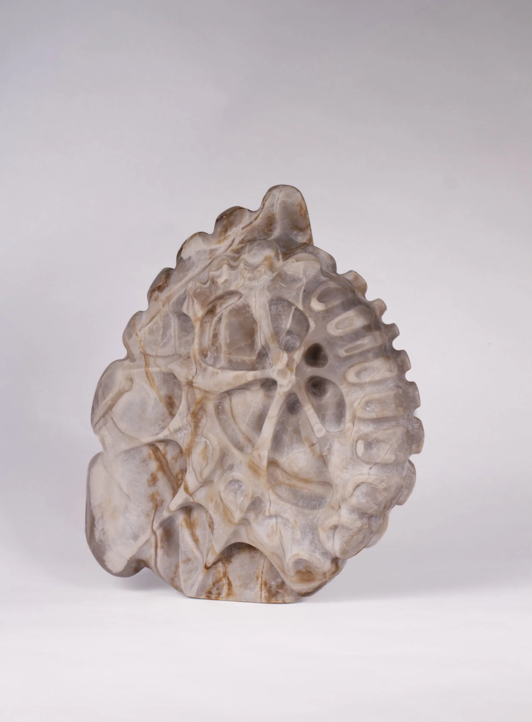 ammonite_4_light.jpg