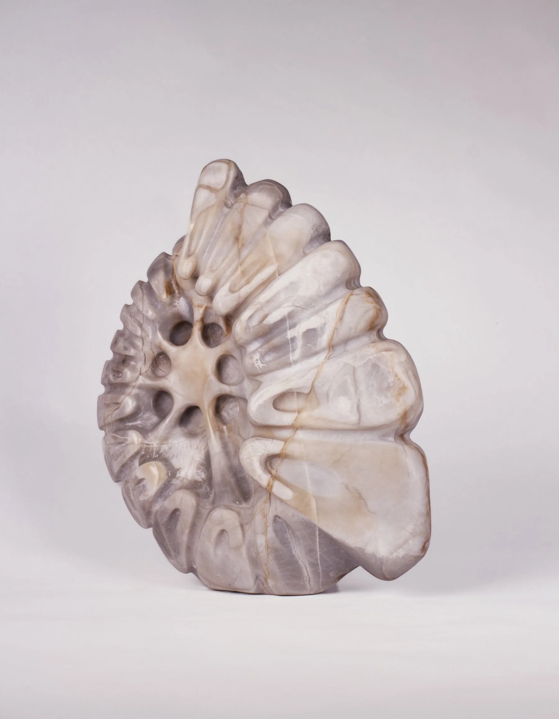 ammonite_3_light.jpg