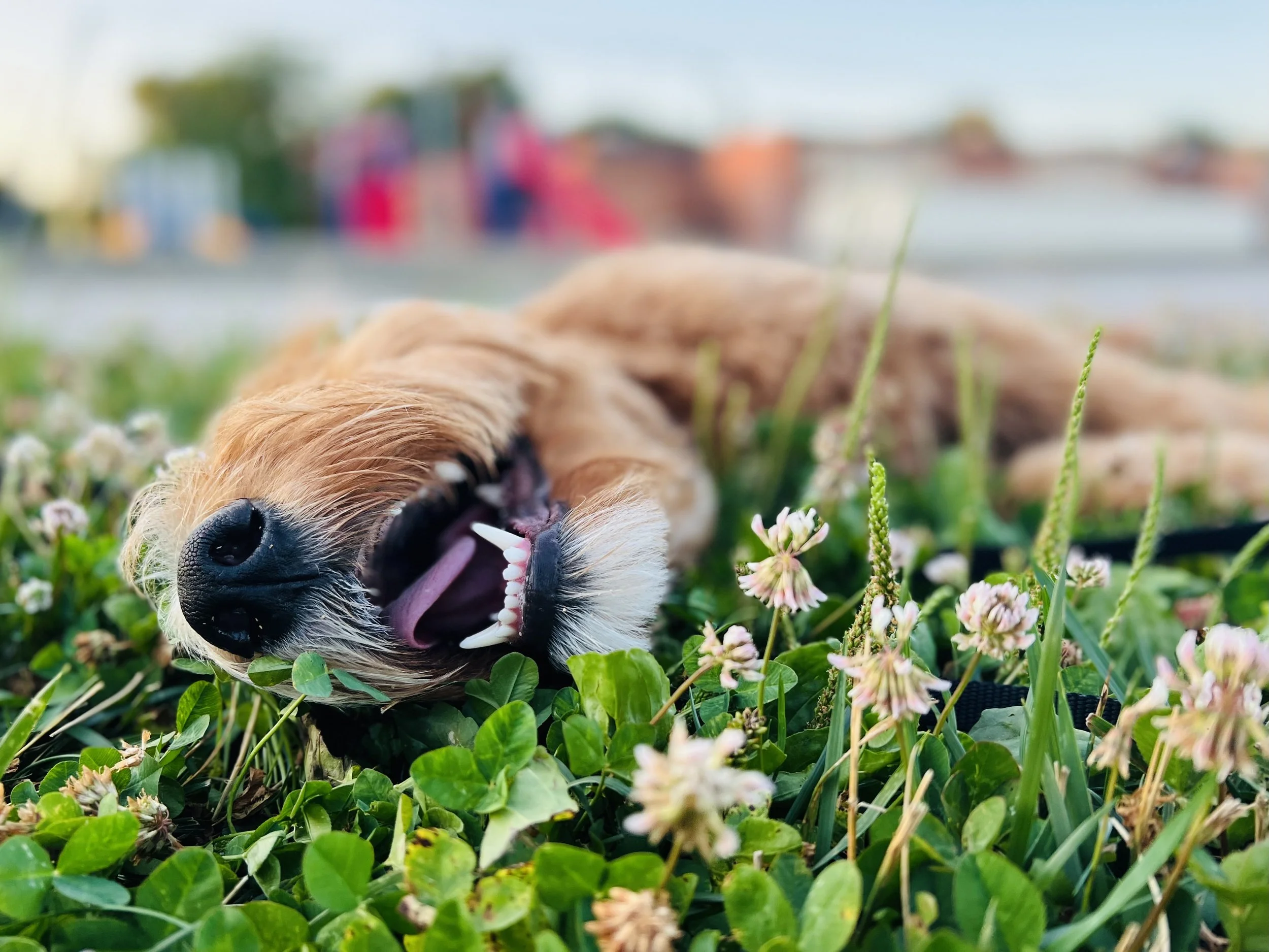 San Antonio Dog Trainers Professional Dog Training in San Antonio