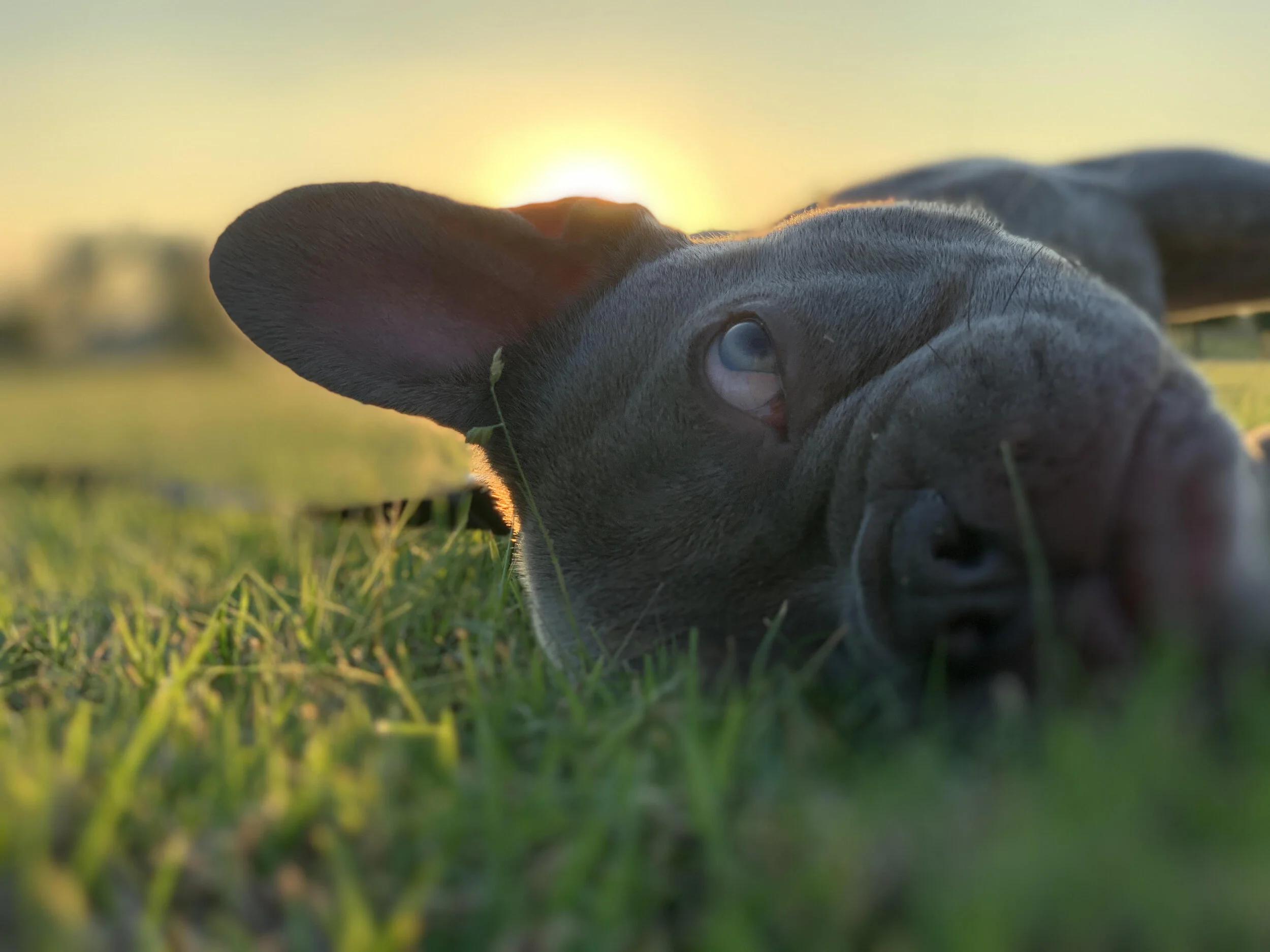 San Antonio Dog Trainers Professional Dog Training in San Antonio