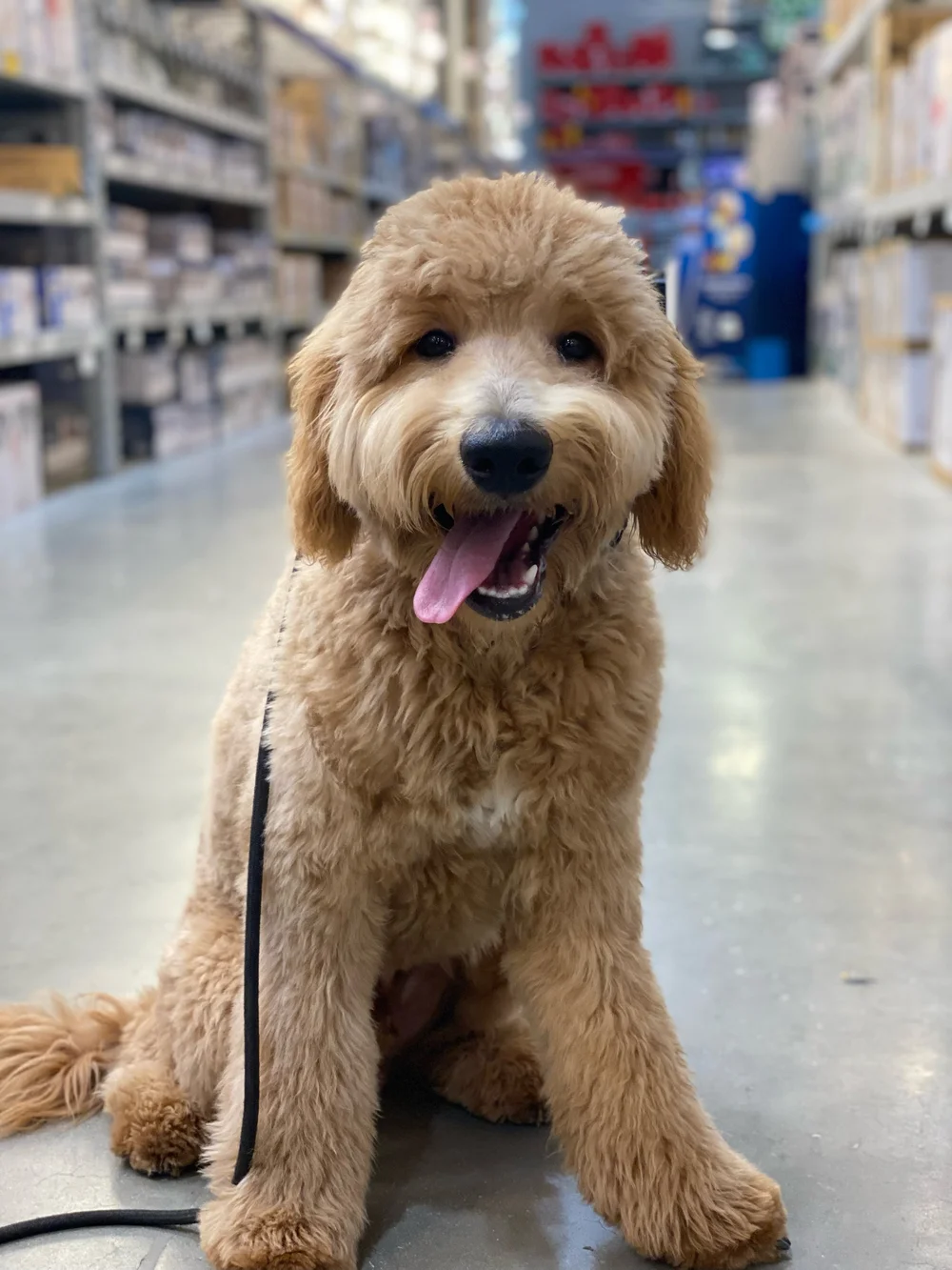 How Much Does It Cost To Board A Dog For 2 Months