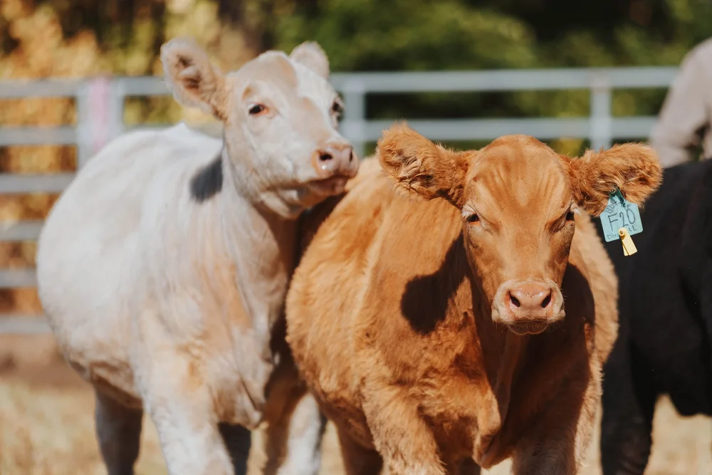 Dixon Land and Livestock