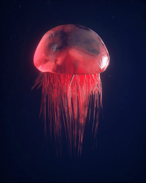 Jellyfish1_2.gif