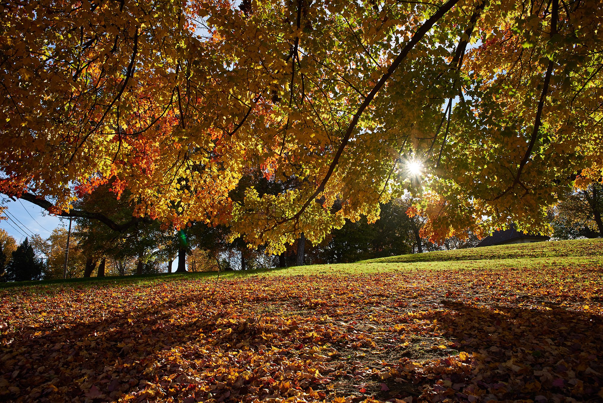 fairmount park philadelphia fall foliage.jpeg