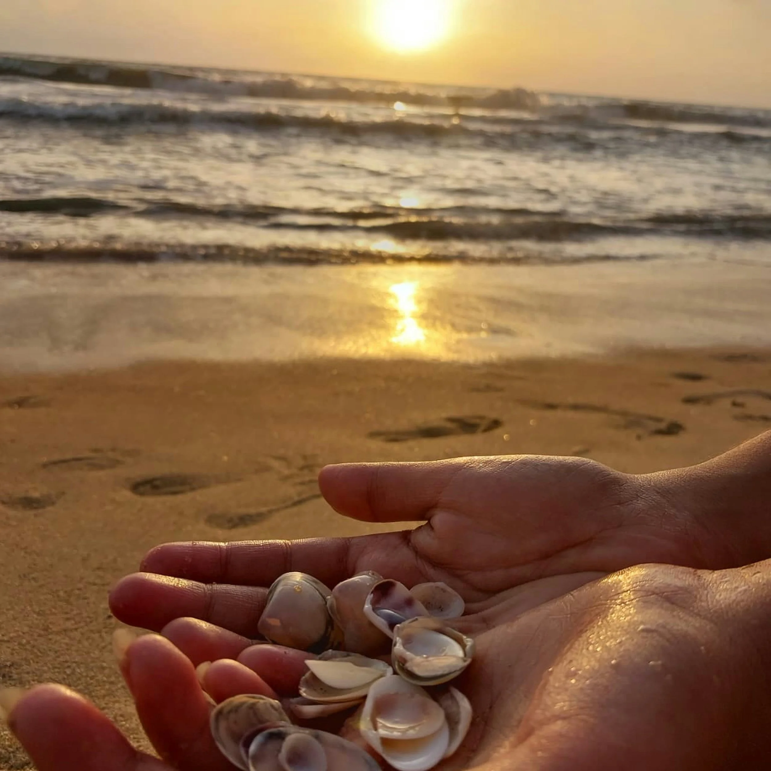 a hand holds shells with a beach in the background and the sun close to the horizon.
