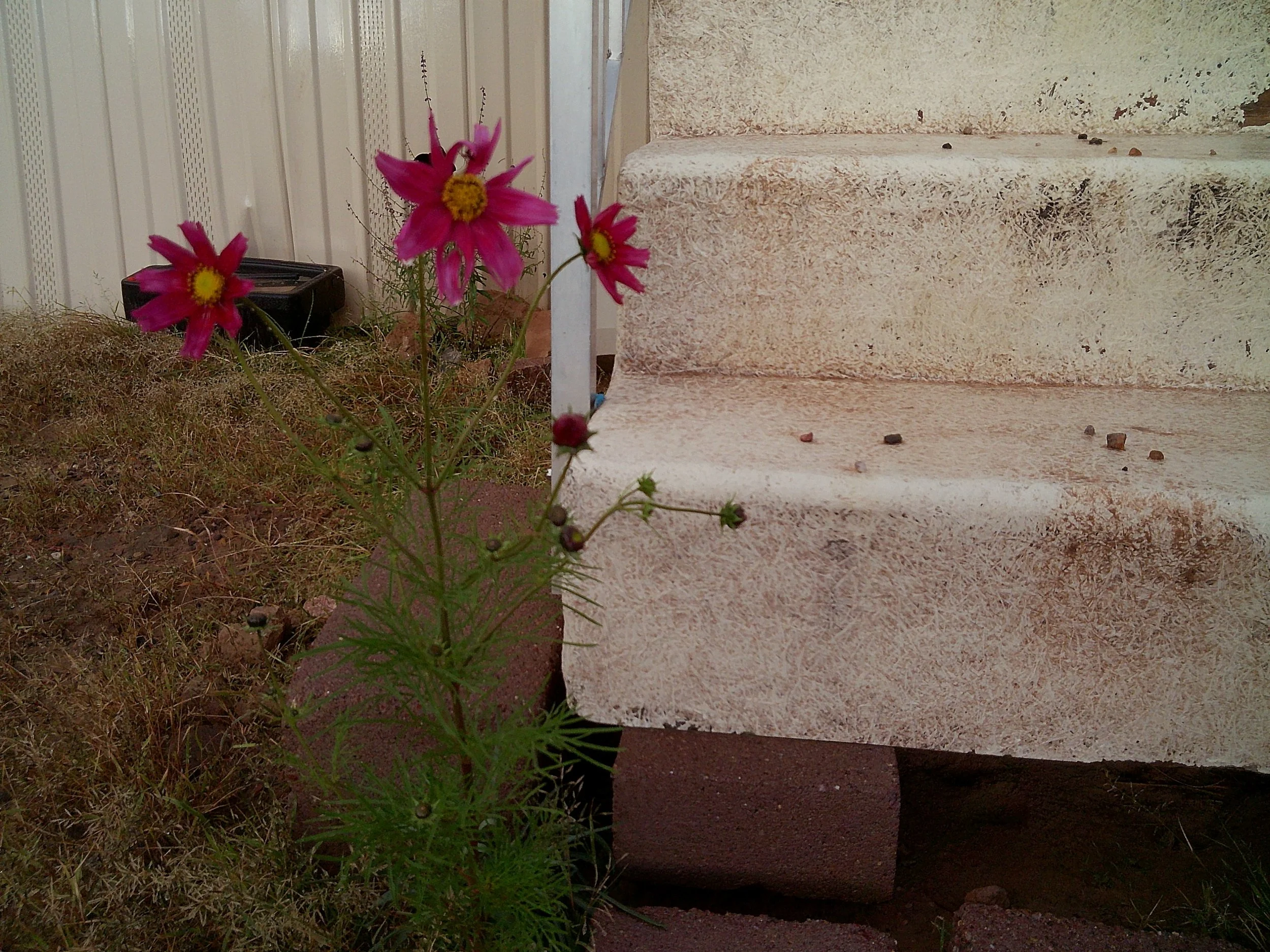 magenta cosmos flowers in front of outdoor stairs