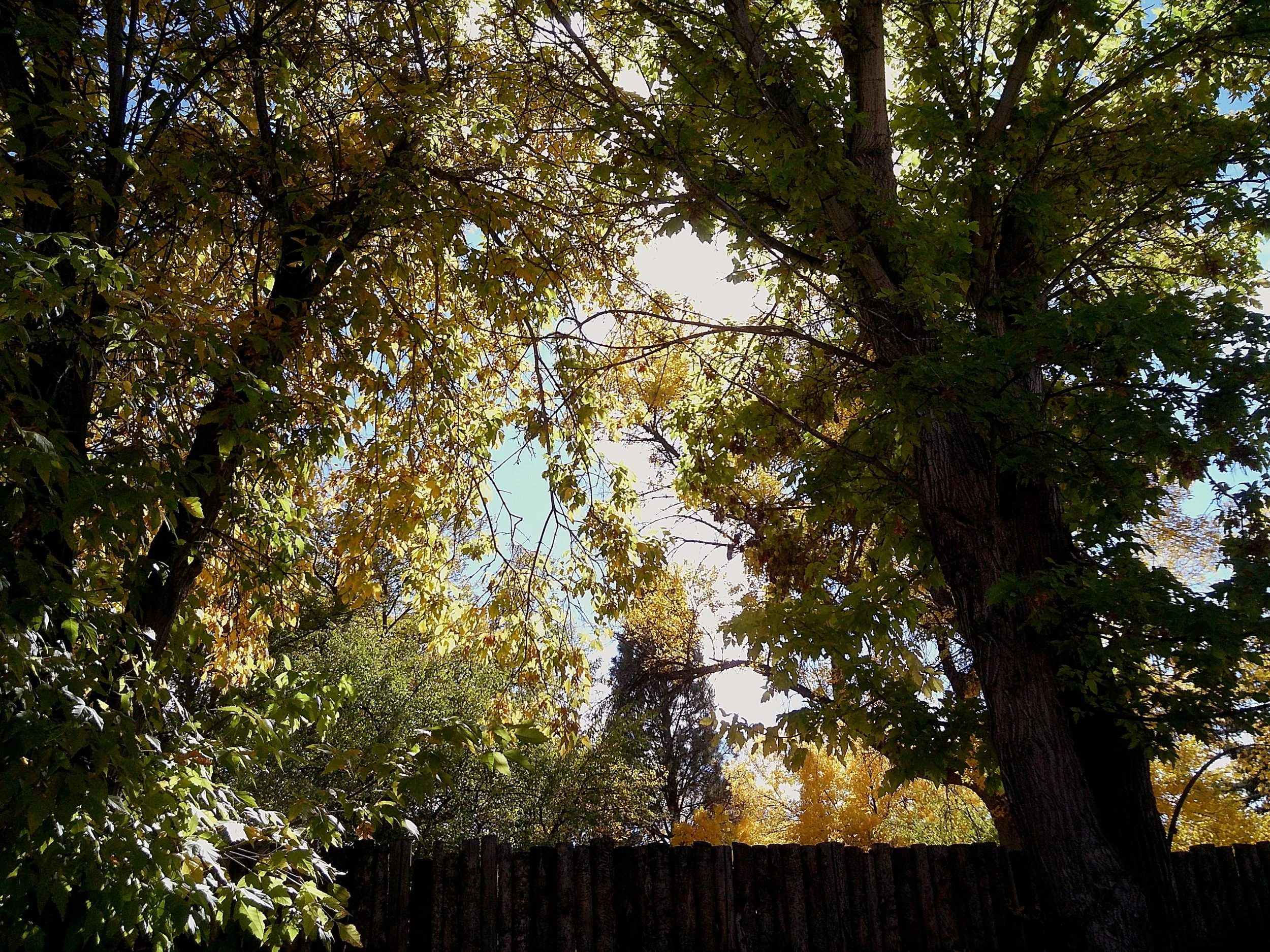 fall trees, greens and yellow