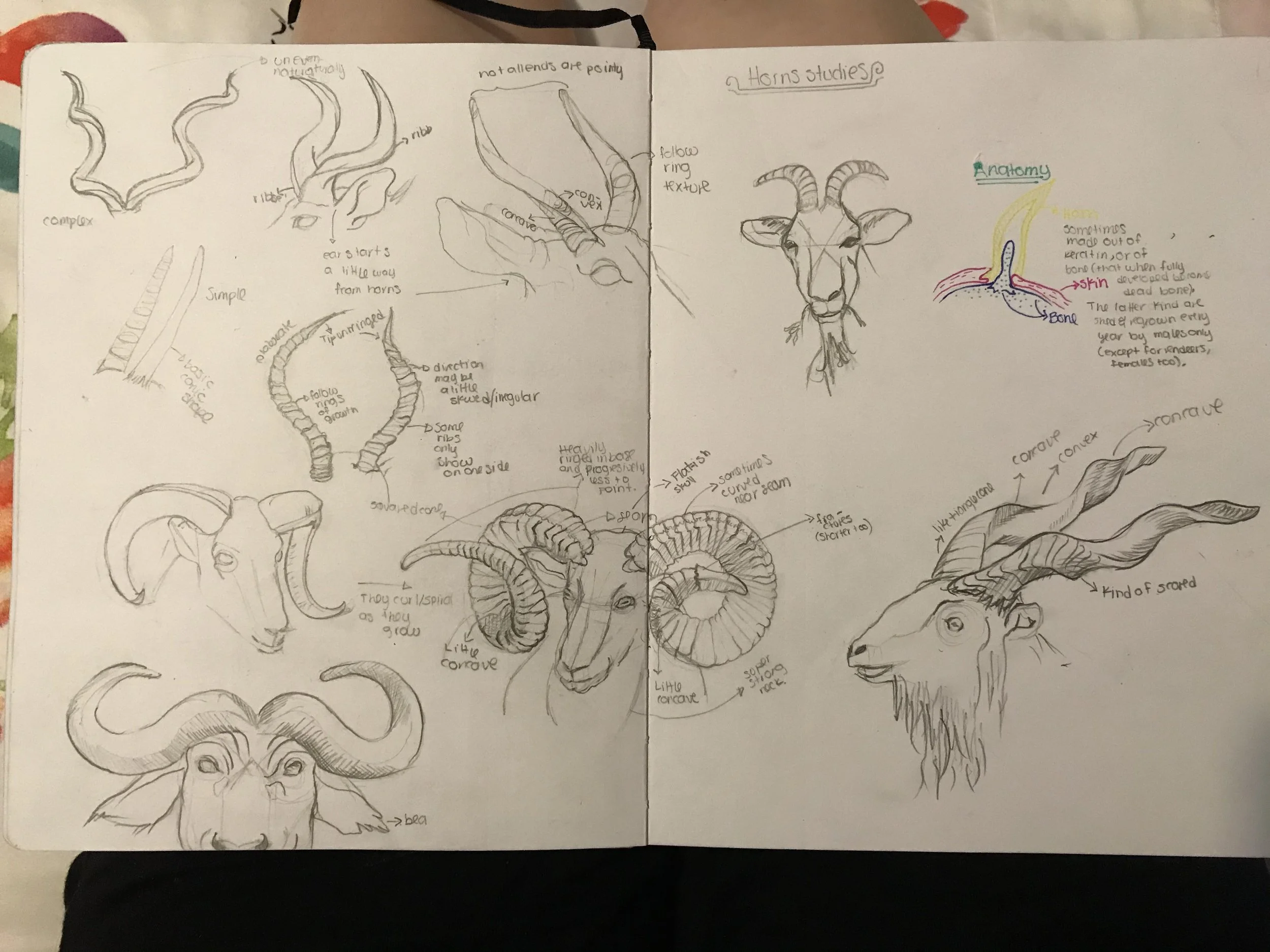 Horn Studies