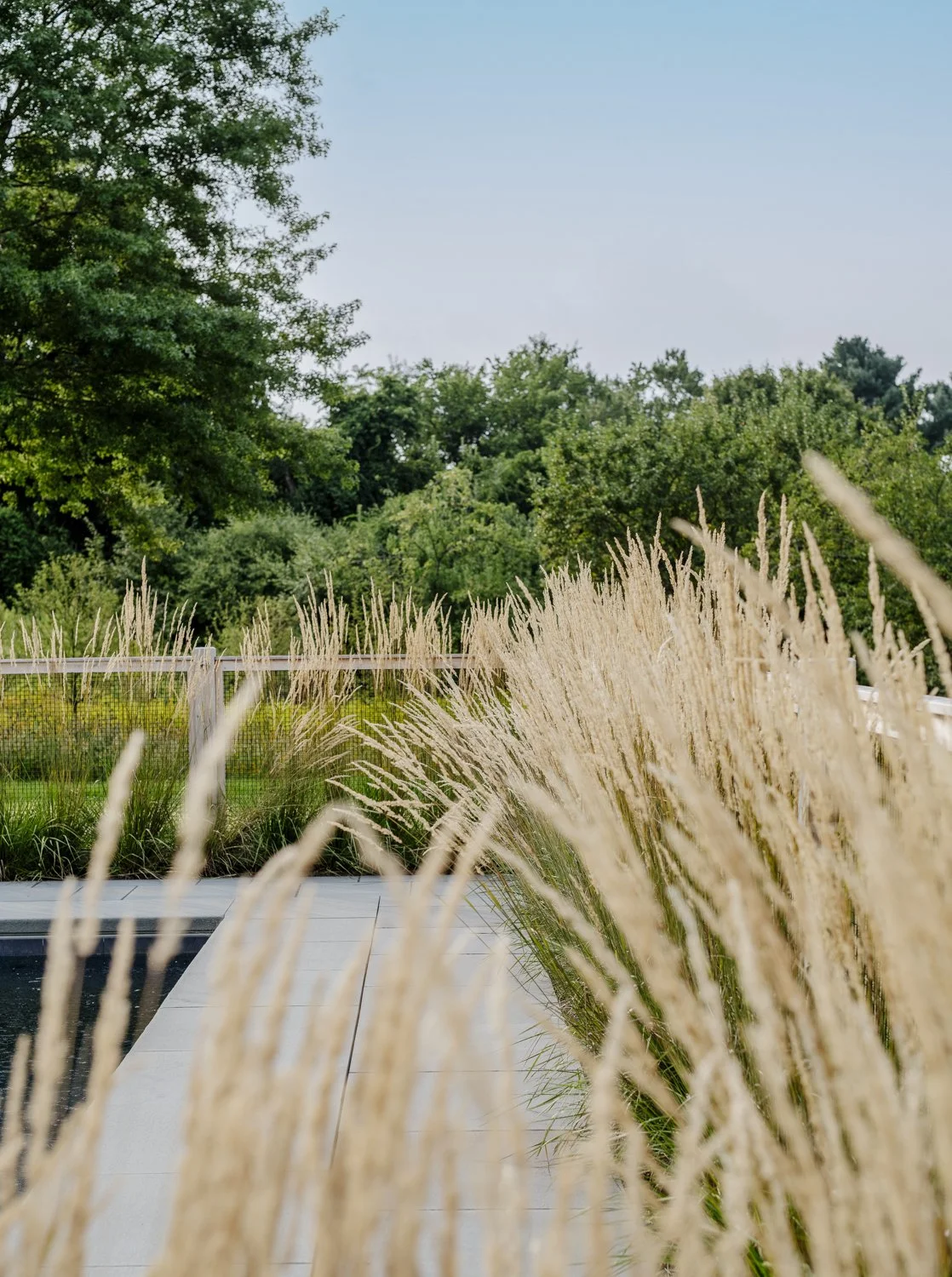 best landscape designer near boston, best landscape architect near boston, best pool company near boston, best pool installation, best landscape design in new england, custom trellis, blackeyed susans, custom landscape design, carl forester grass