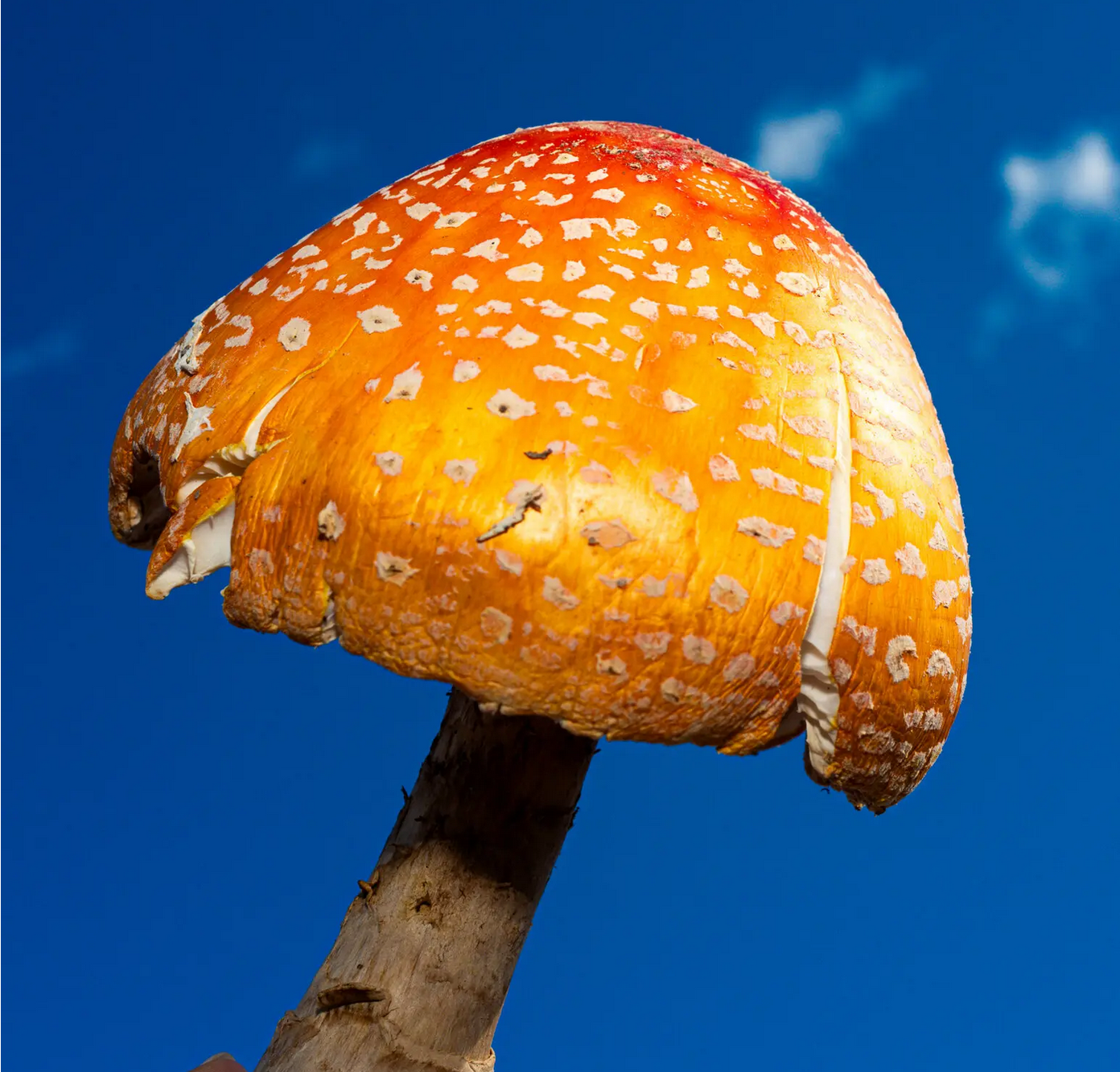 Inside the Wild and Wonderful World of Mushrooms