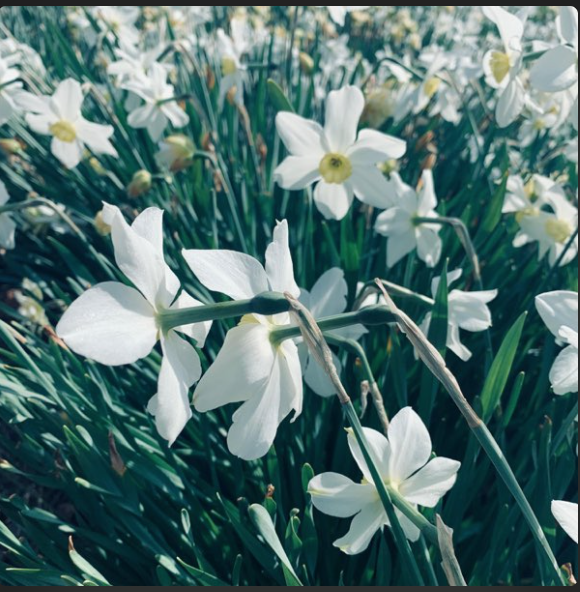 Maheer - Tommorow...