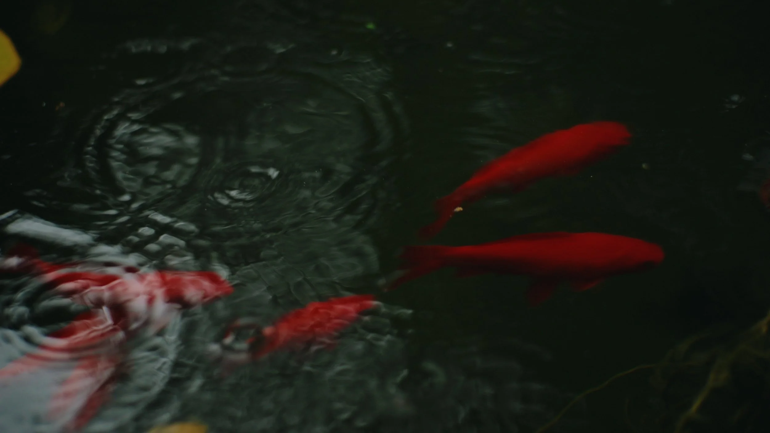 Still 2025-12-24 144912_1.380.1.jpg