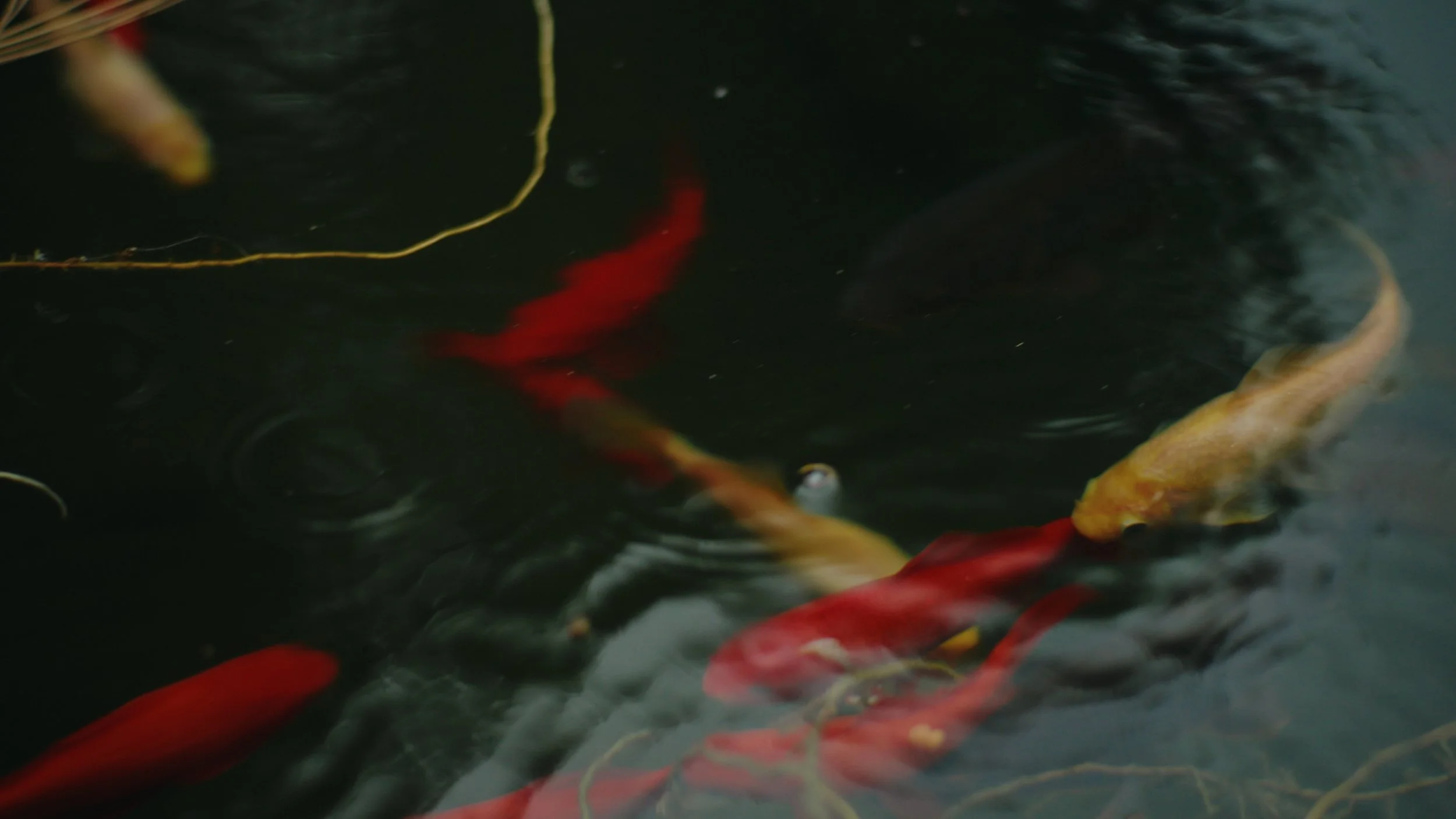 Still 2025-12-24 144912_1.380.2.jpg