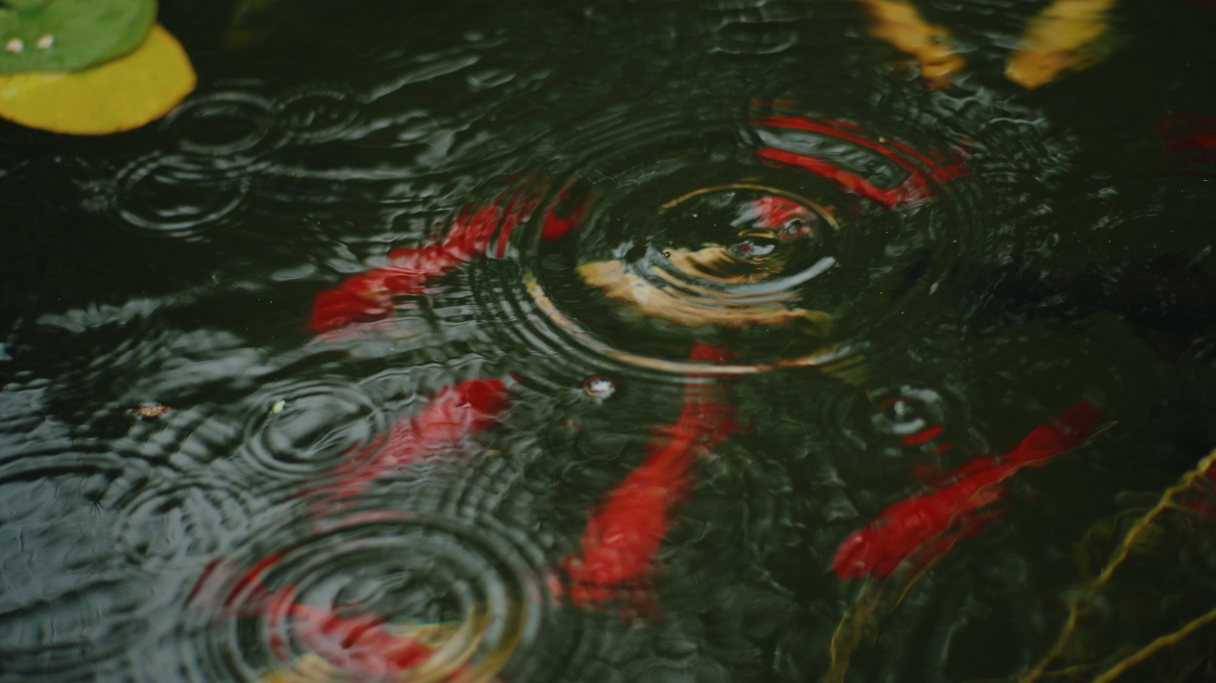 Still 2025-12-24 144912_1.384.1.jpg