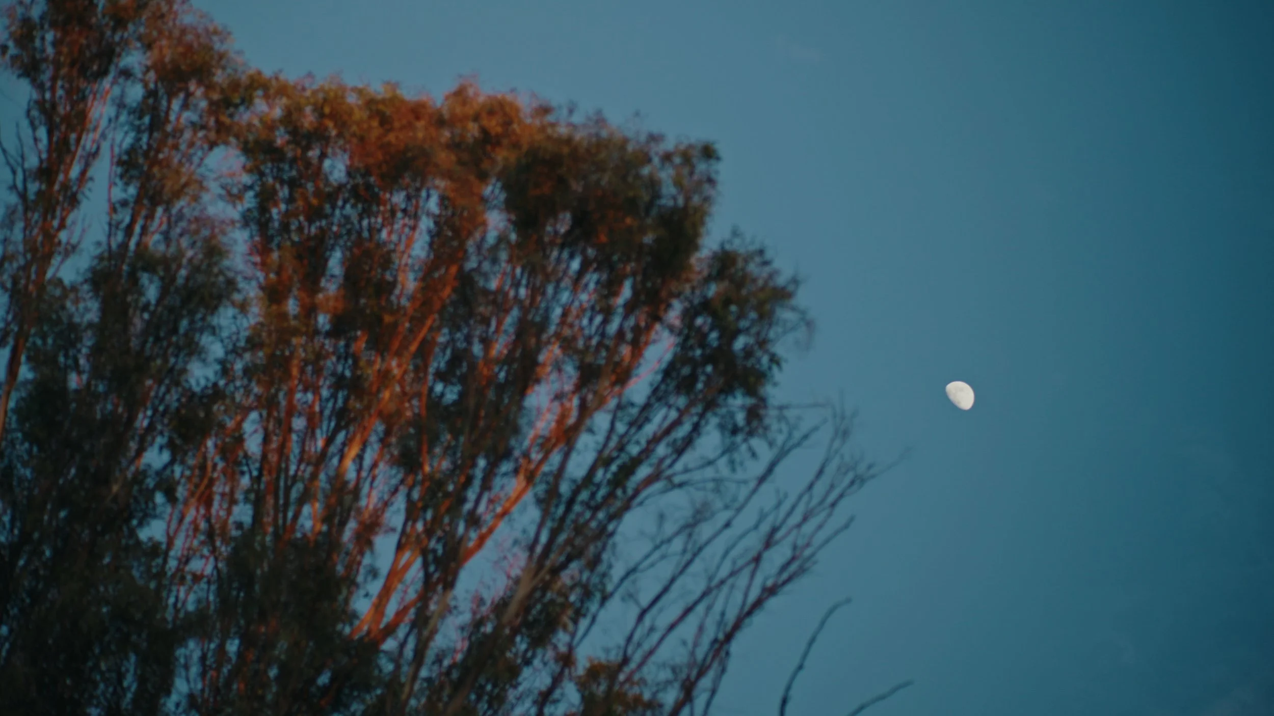 Still 2025-12-29 174556_1.544.1.jpg