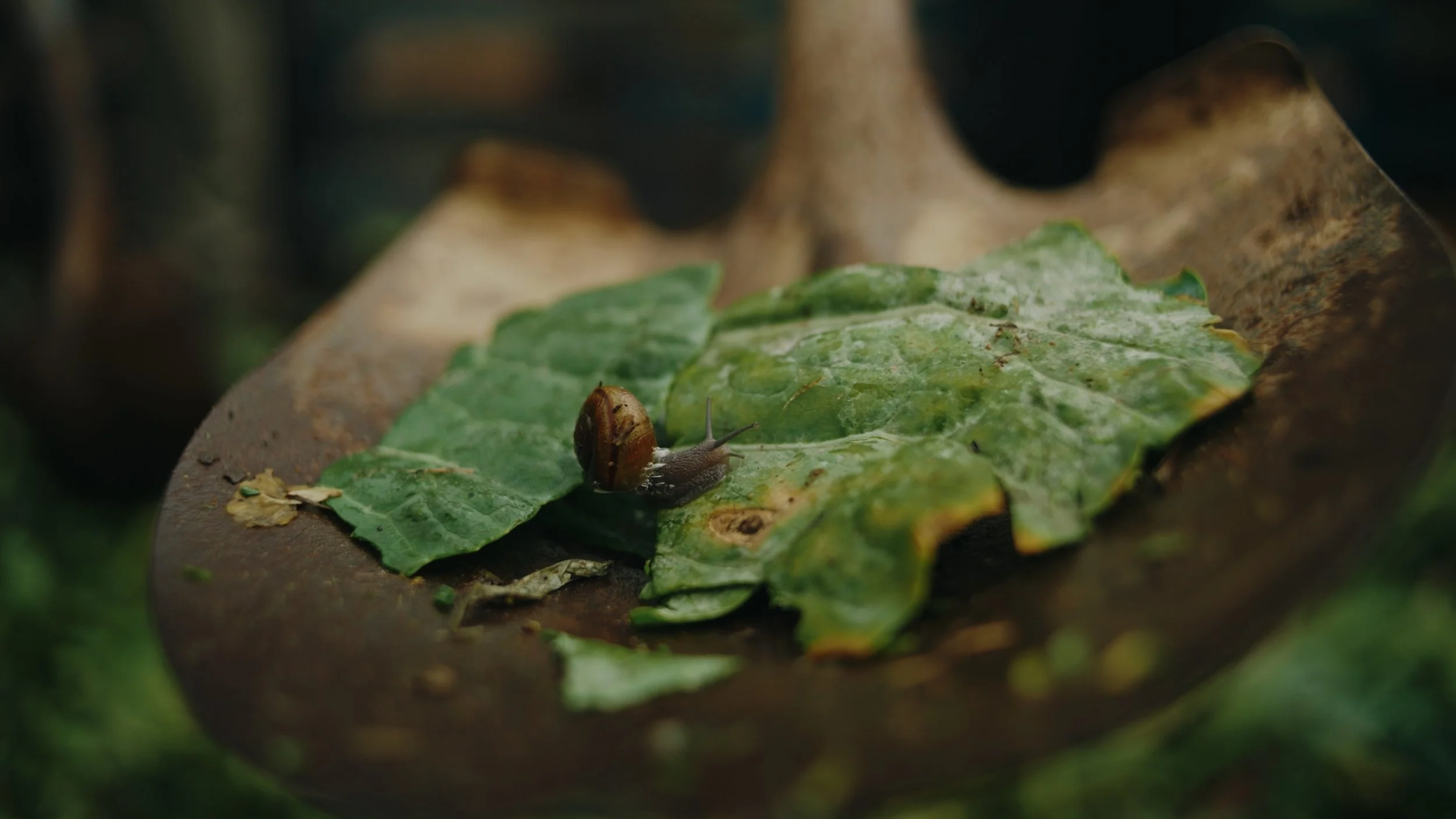 Still 2026-01-02 155735_1.554.1.jpg