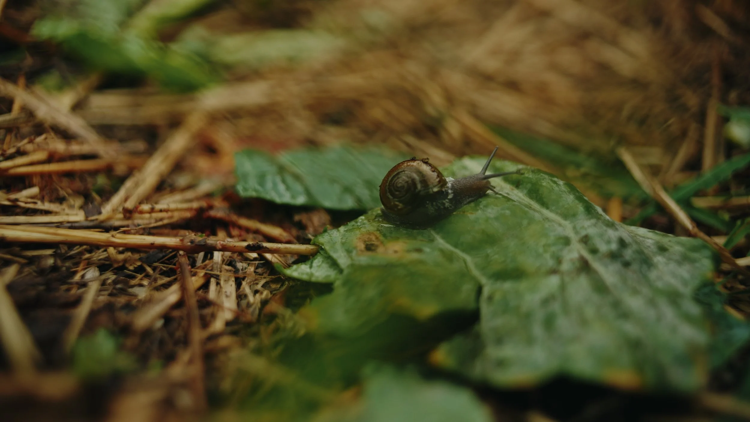 Still 2026-01-02 155735_1.555.1.jpg