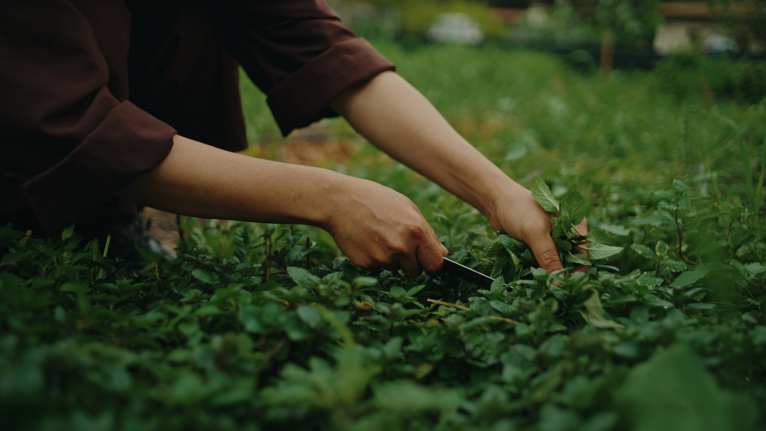 Still 2026-01-02 155735_1.556.1.jpg