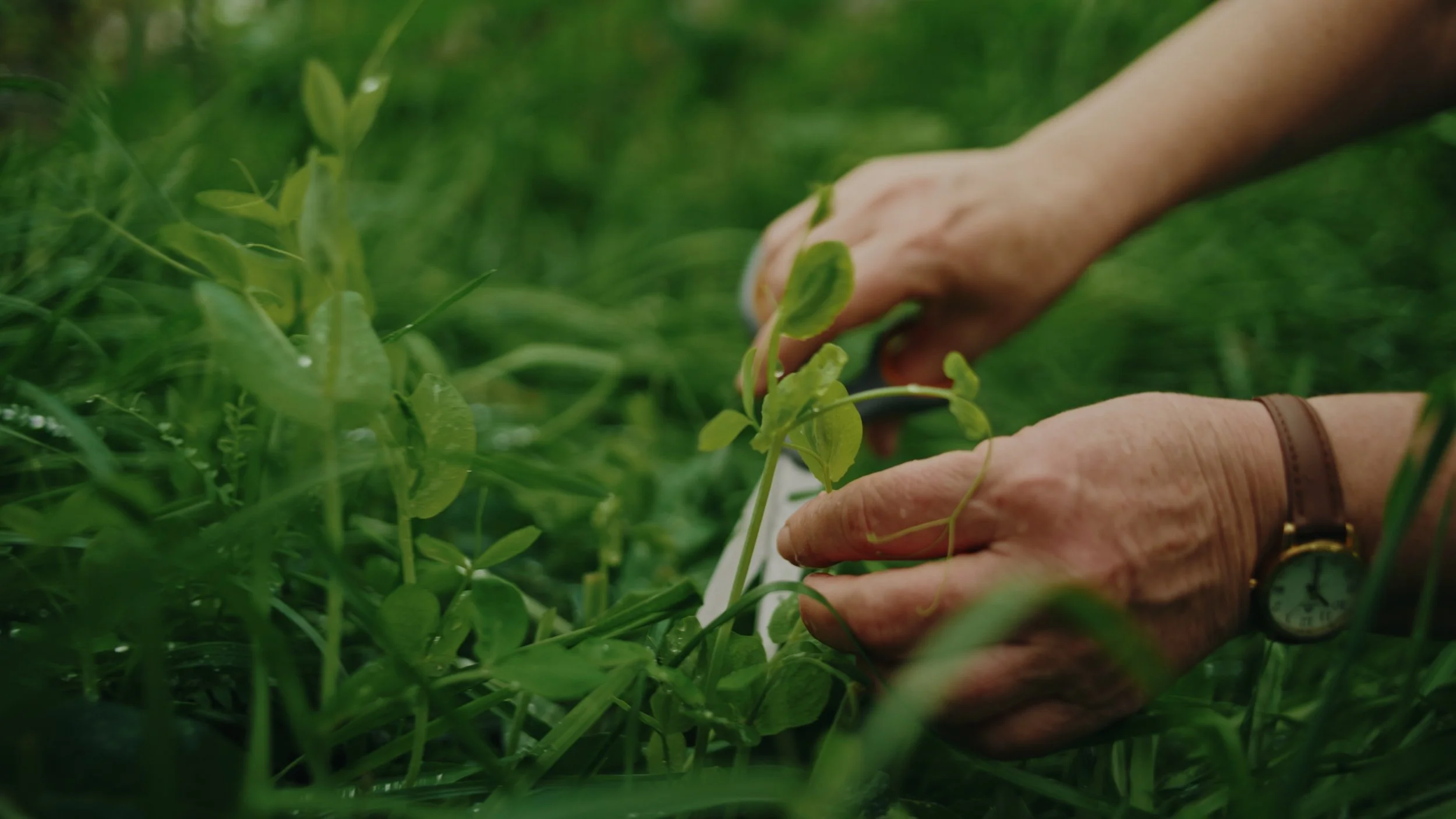 Still 2026-01-02 155735_1.559.1.jpg