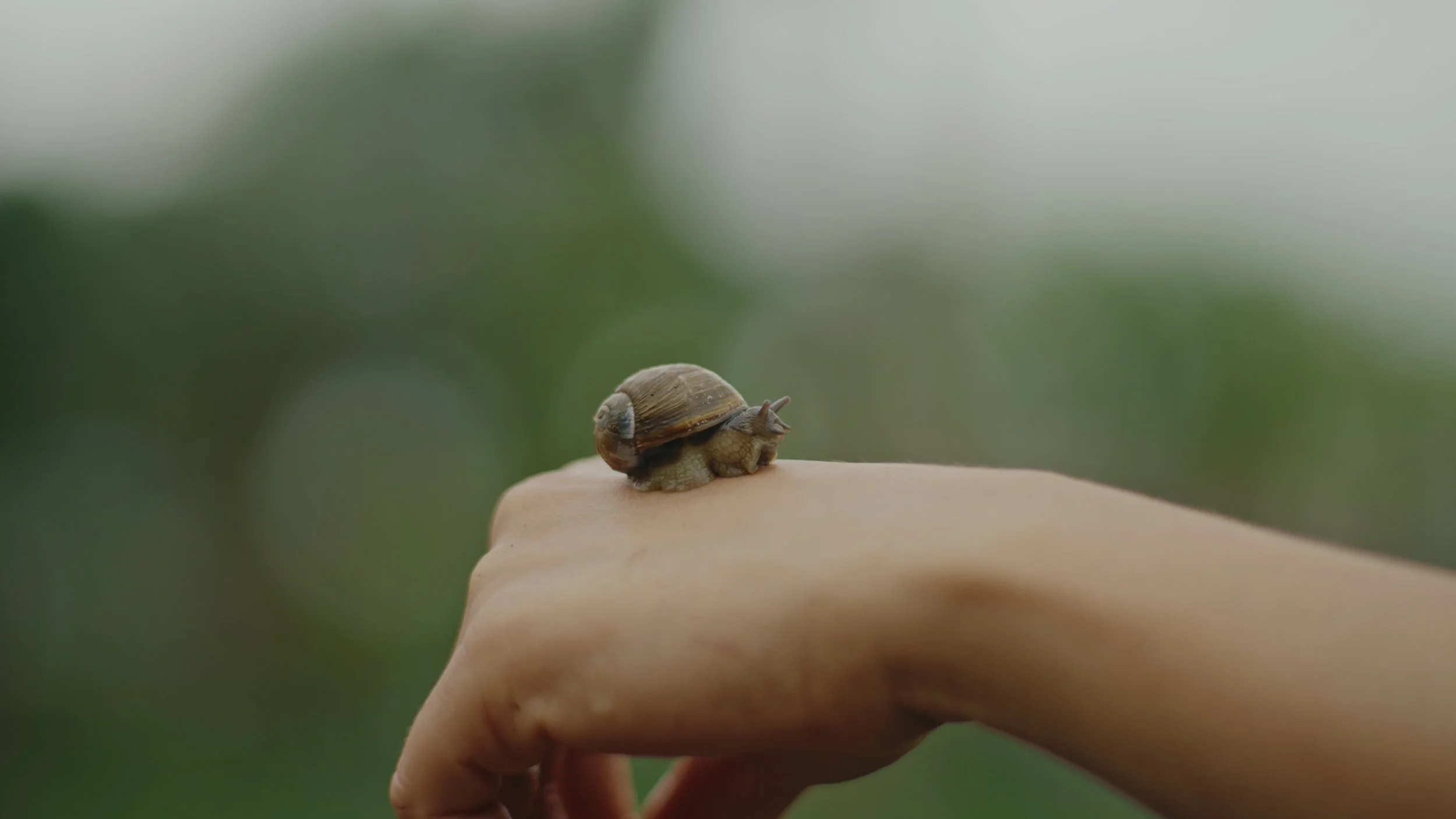 Still 2026-01-02 155735_1.585.1.jpg