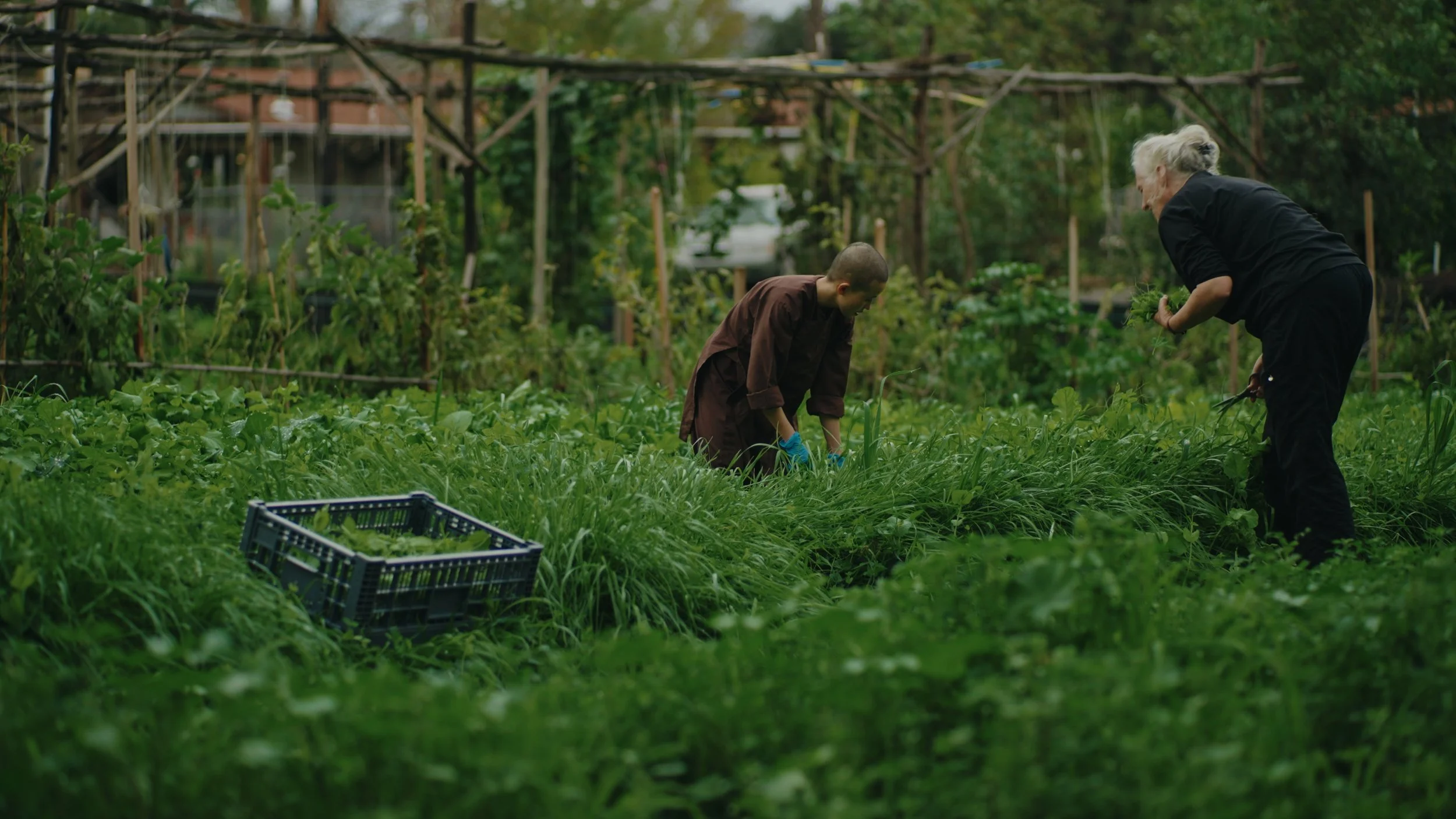 Still 2026-01-02 155735_1.588.1.jpg