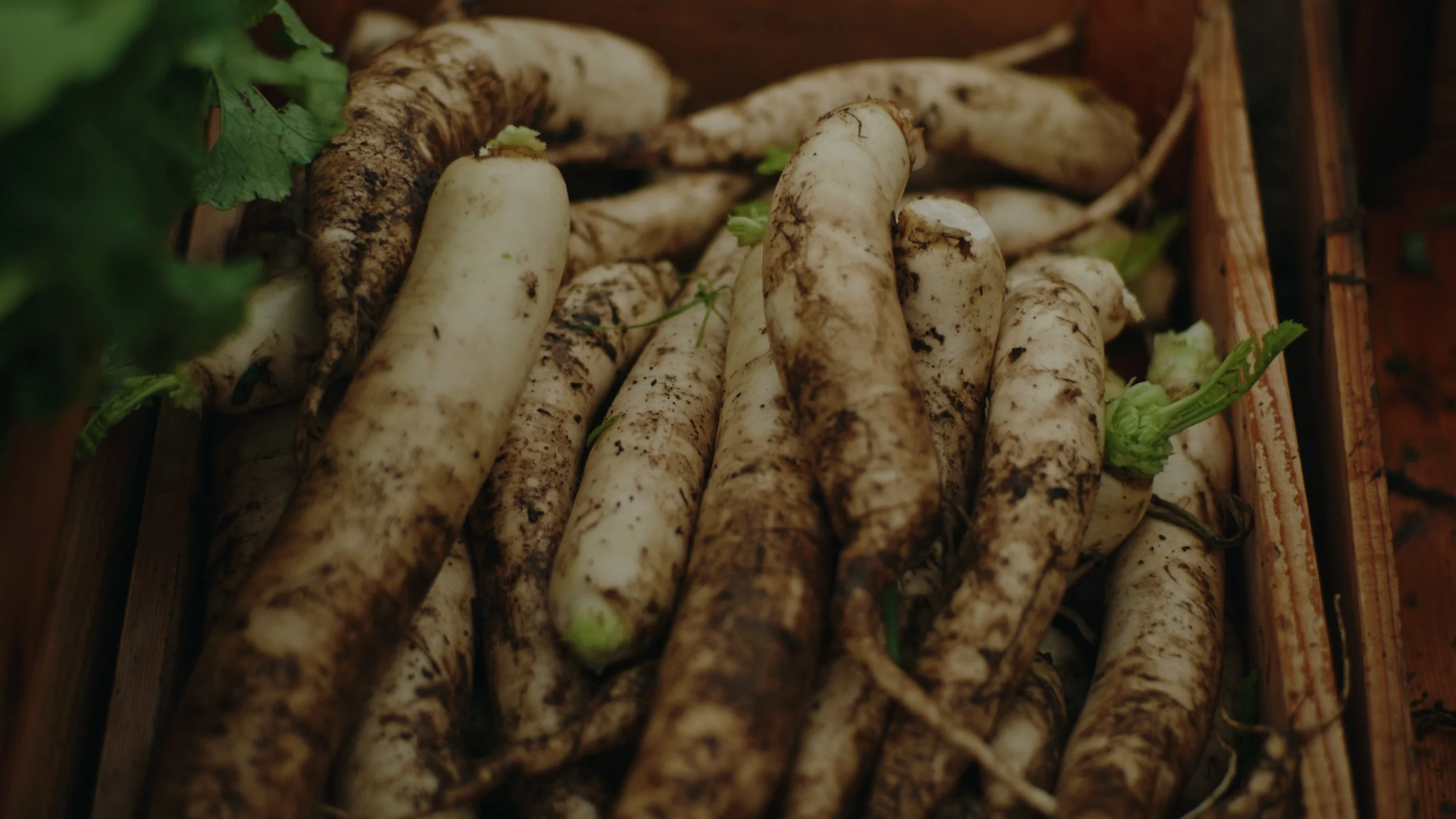 Still 2026-01-02 155735_1.596.1.jpg