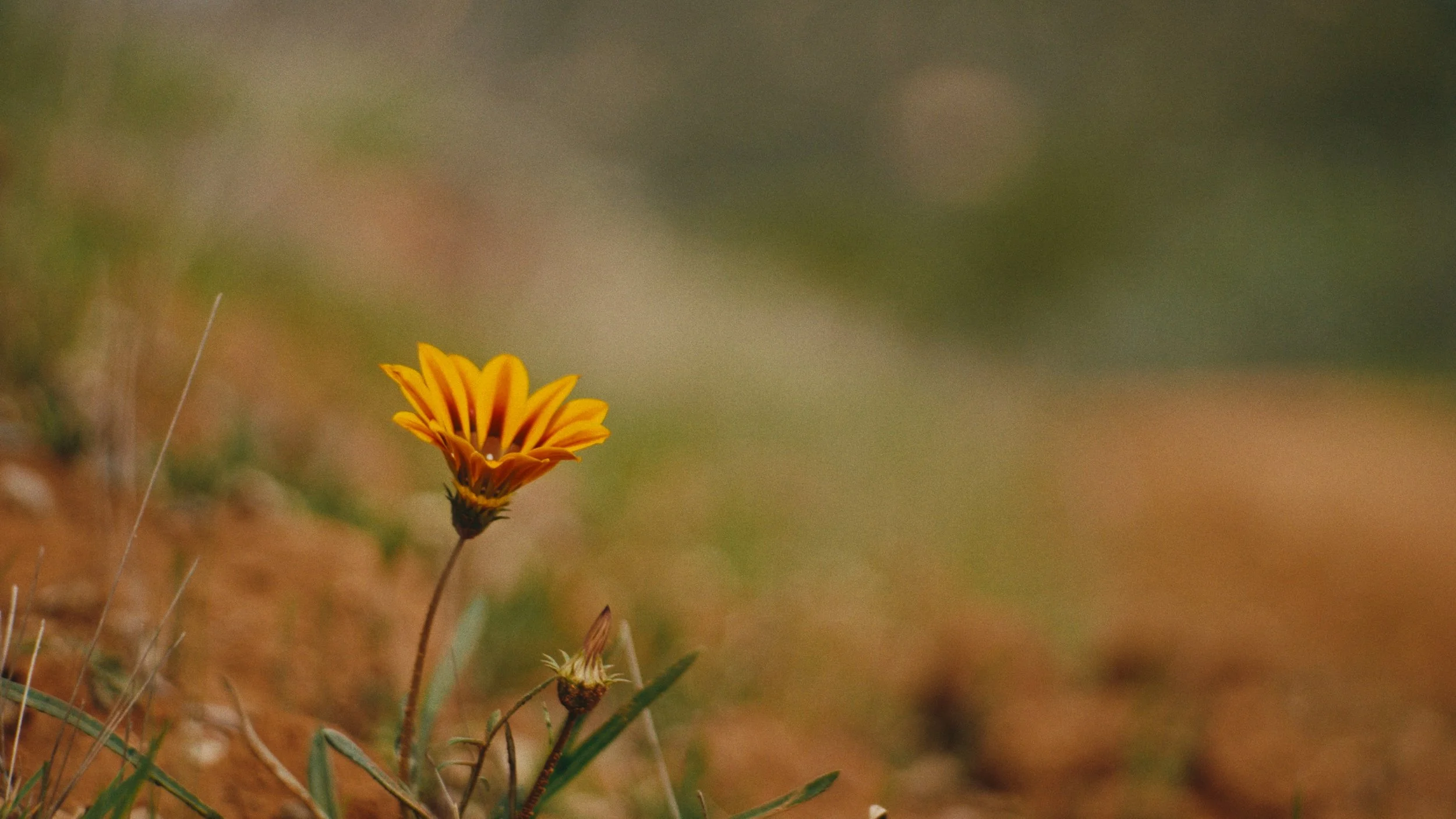 Still 2026-03-07 155944_1.225.1.jpg