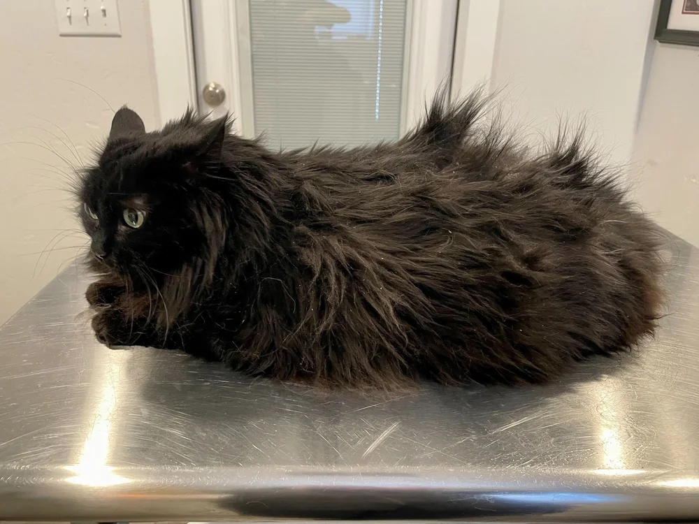 Downtown Tabby Blog — Downtown Tabby Professional Cat Grooming