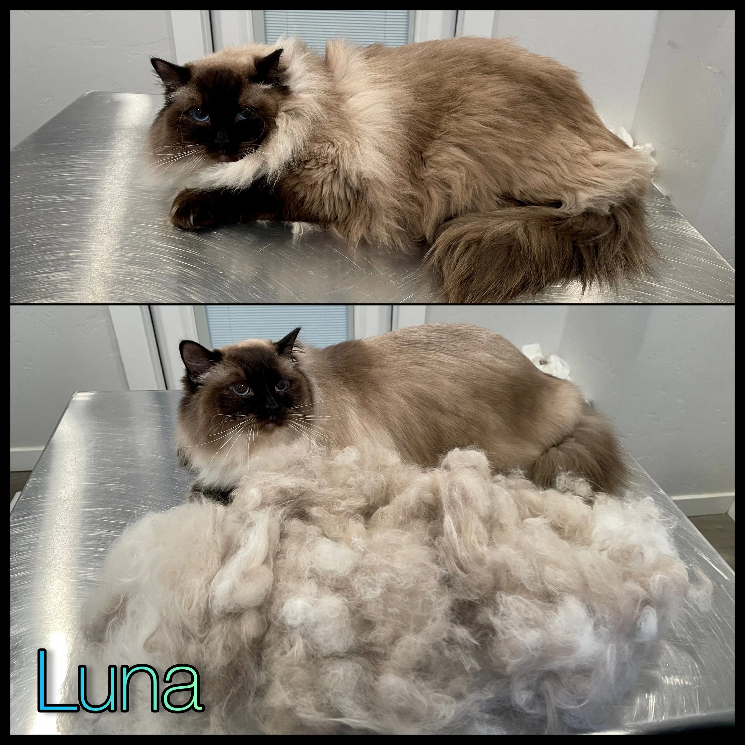 Cat Hair Everywhere! — Downtown Tabby Professional Cat Grooming