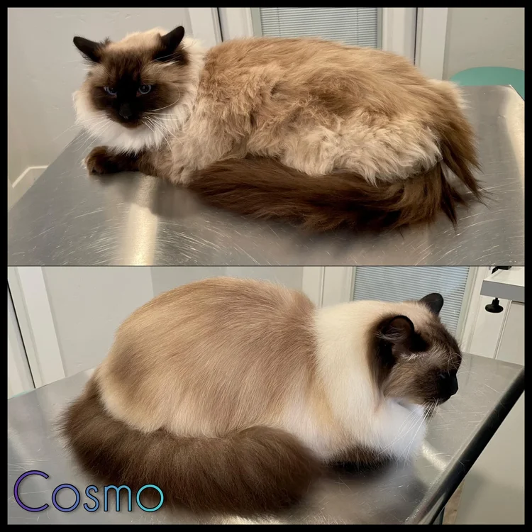 How to Groom a Ragdoll Cats Long Coat: Ultimate Care Guide