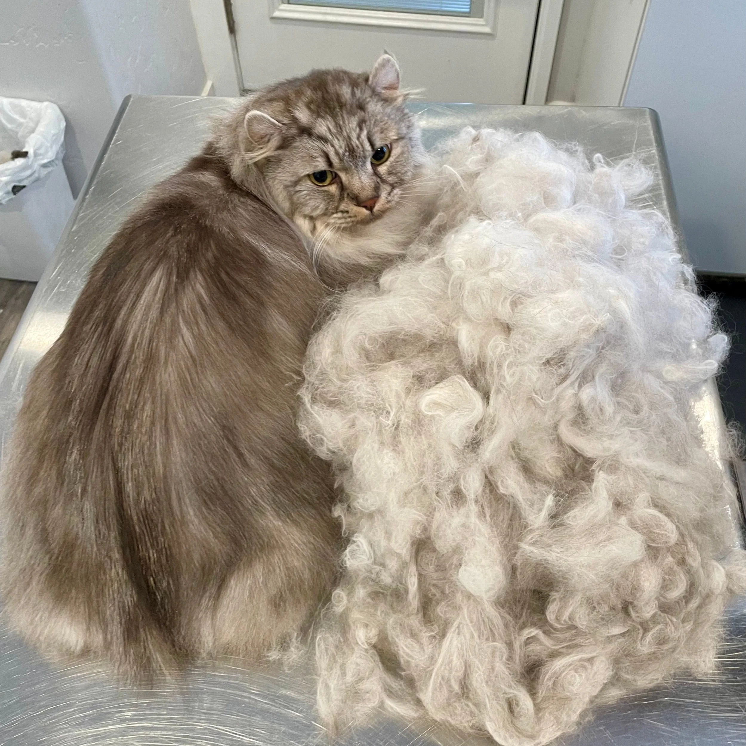 Cat Hair Everywhere! — Downtown Tabby Professional Cat Grooming