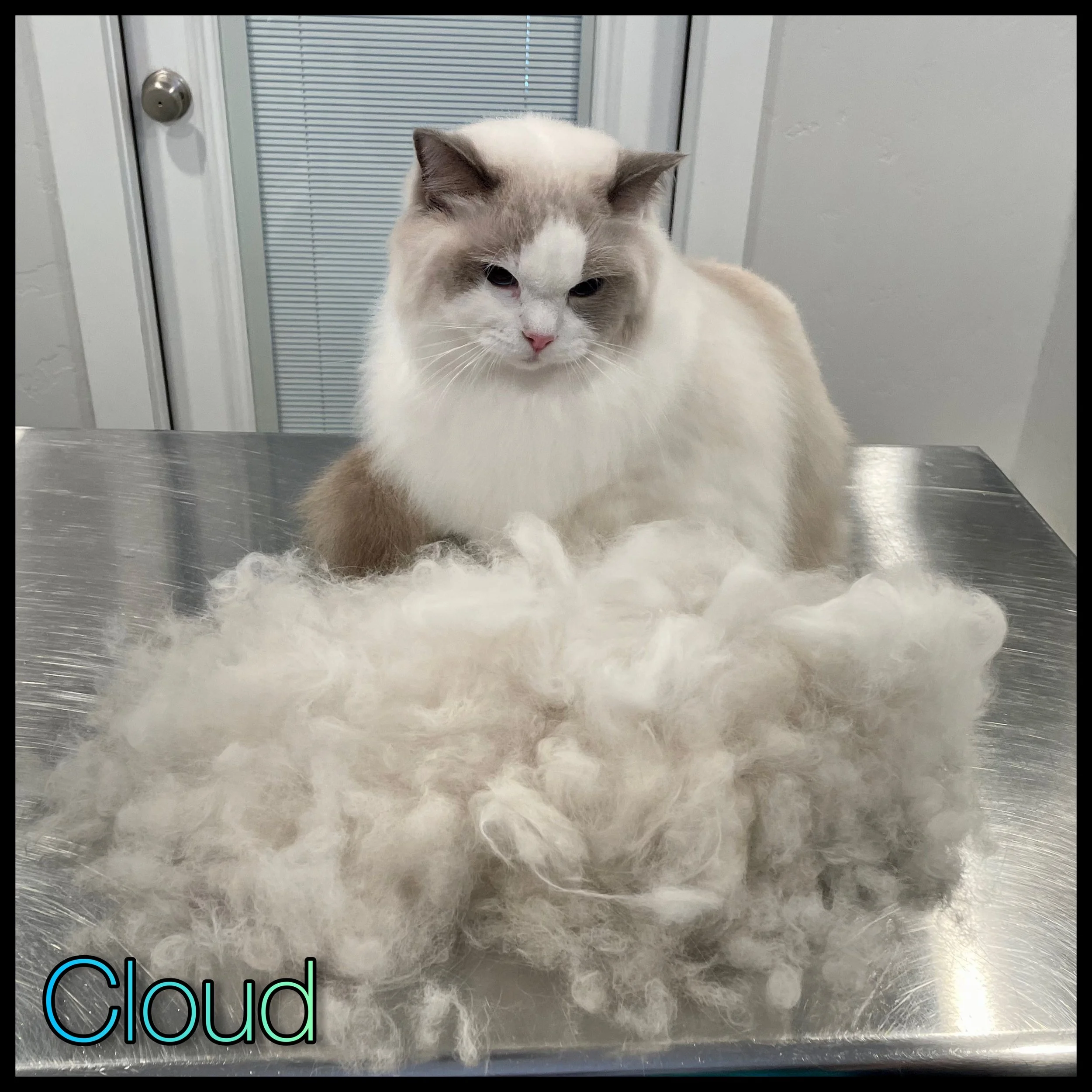 Cat Hair Everywhere! — Downtown Tabby Professional Cat Grooming