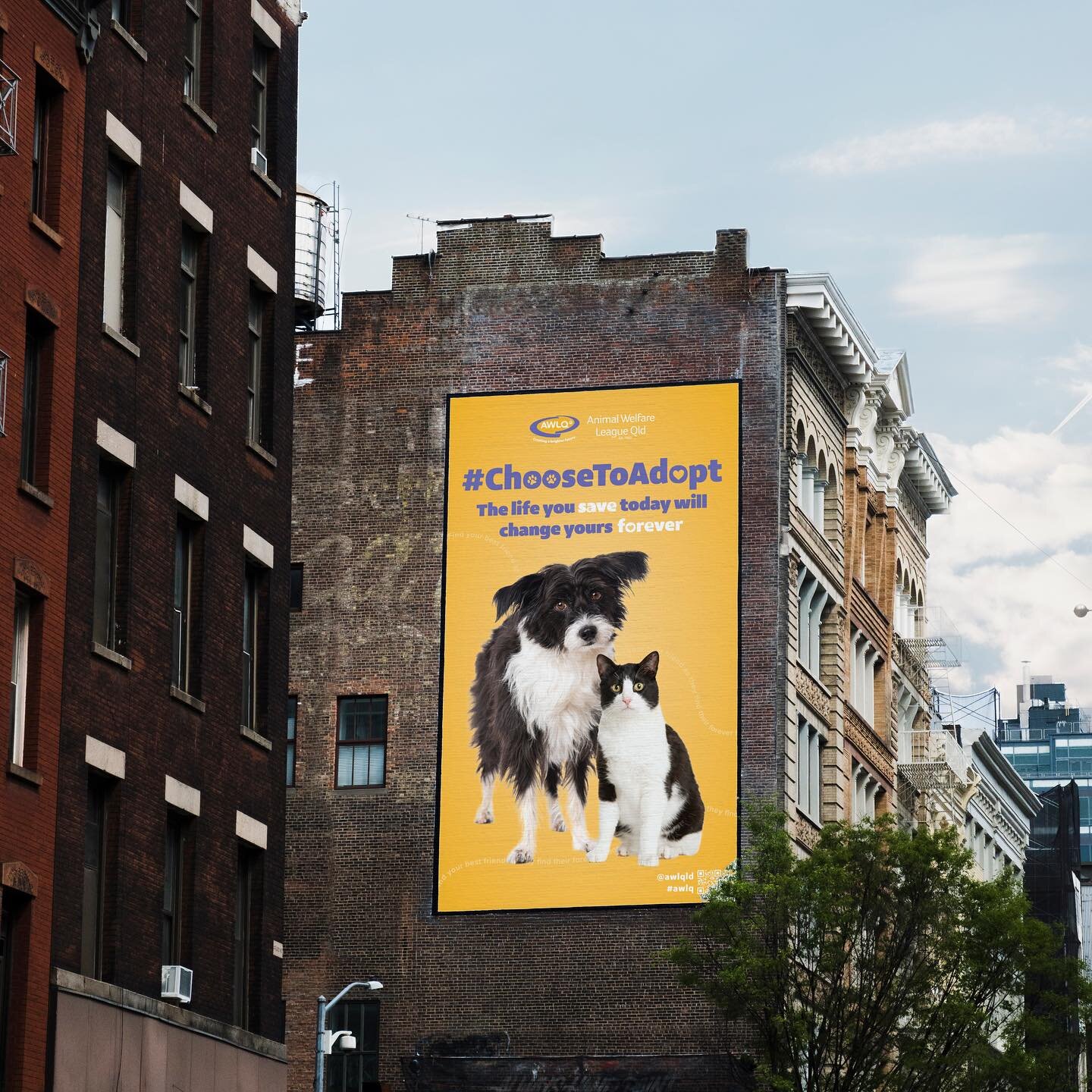 #ChooseToAdopt ❤️ 🐶 🐱 
Our latest campaign for @awlqld 
Keep an eye out, currently live around Gold Coast, SEQ region. #awlq
