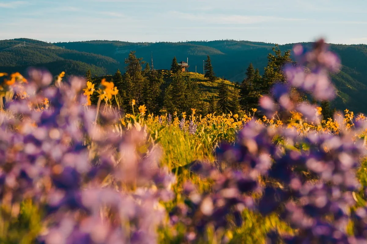 Purple lupine flowers in the foreground and yellow balsamroot flowers father back with a fire lookout and forested hills in the distance