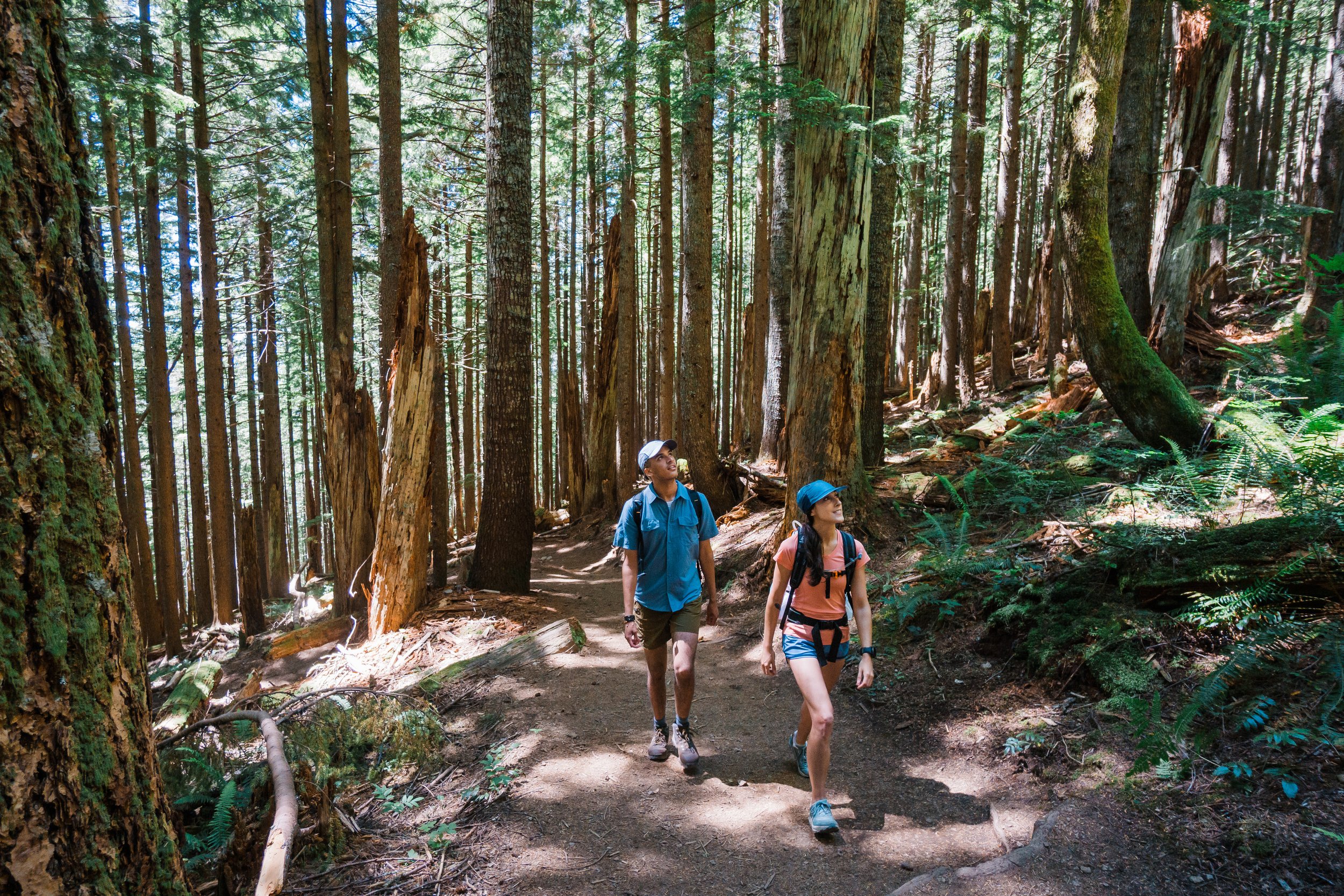 Two hikers walking on a trail in a dense forest with tall trees and green foliage.