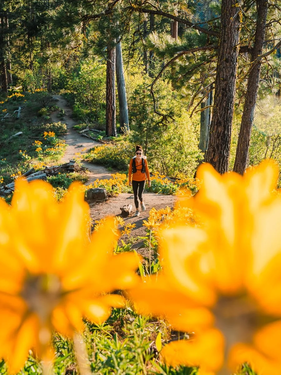 A woman hiking on a trail through balsamroot wildflowers in leavenworth