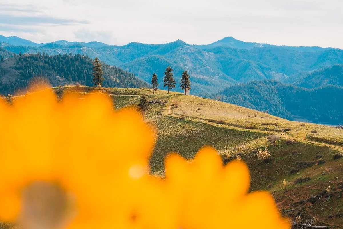 up close yellow flowers framing the green hills with a trail running along the ridgeline