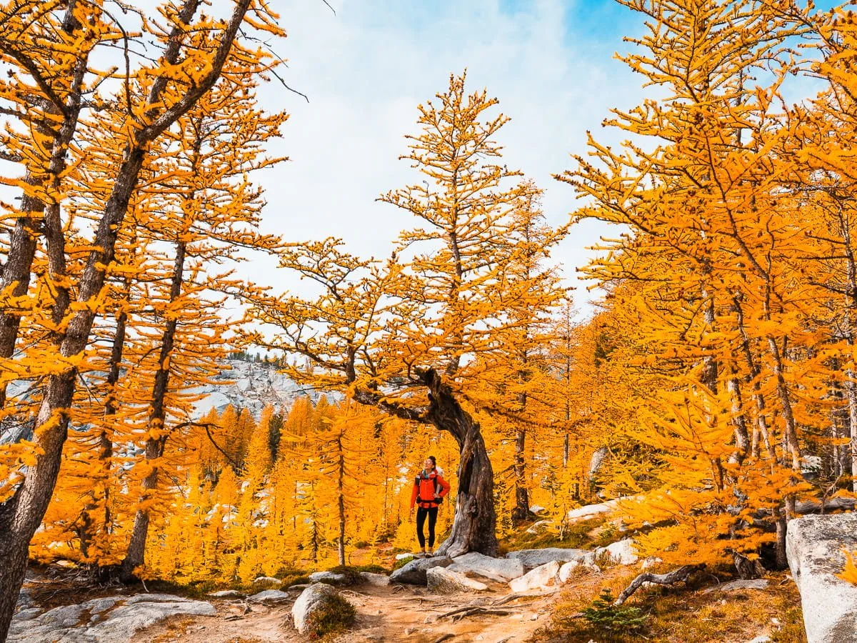 a woman in red standing under a huge golden larch tree with more surrounding her