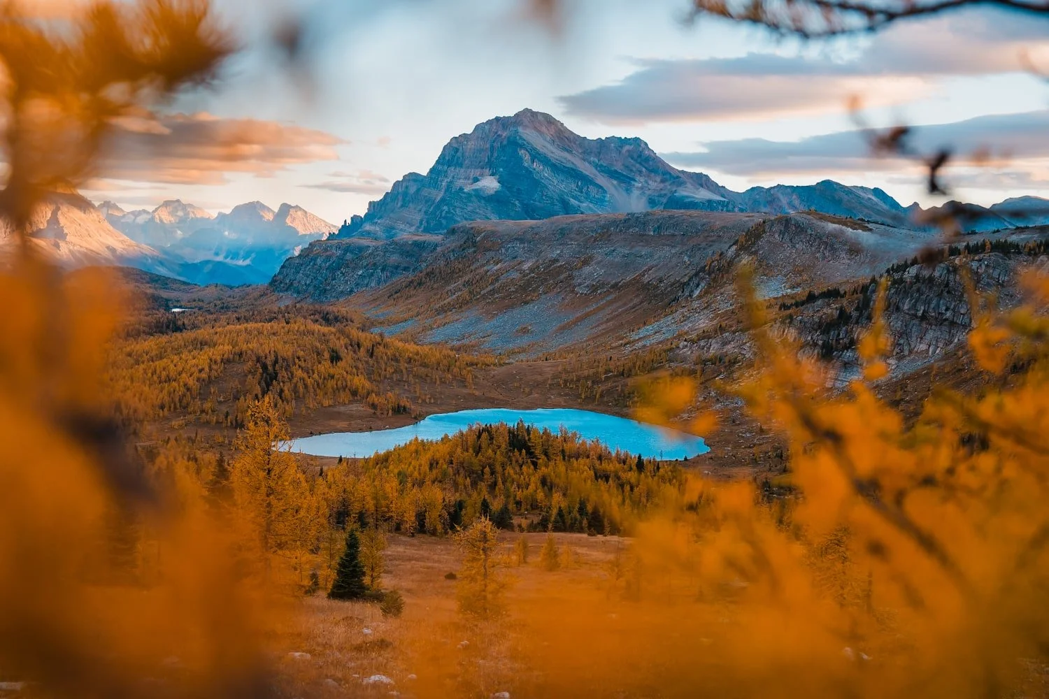 Looking through golden larch branches at a blue alpine lake and a sea of larch trees with mountains in the background at Healy Pass in Banff National Park
