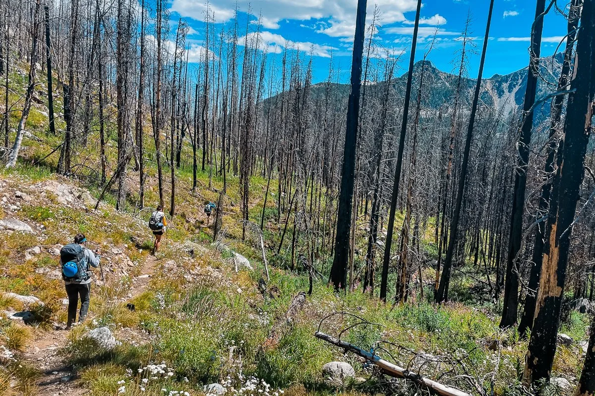 backpackers navigating a burned section of trail and hiking around downed trees