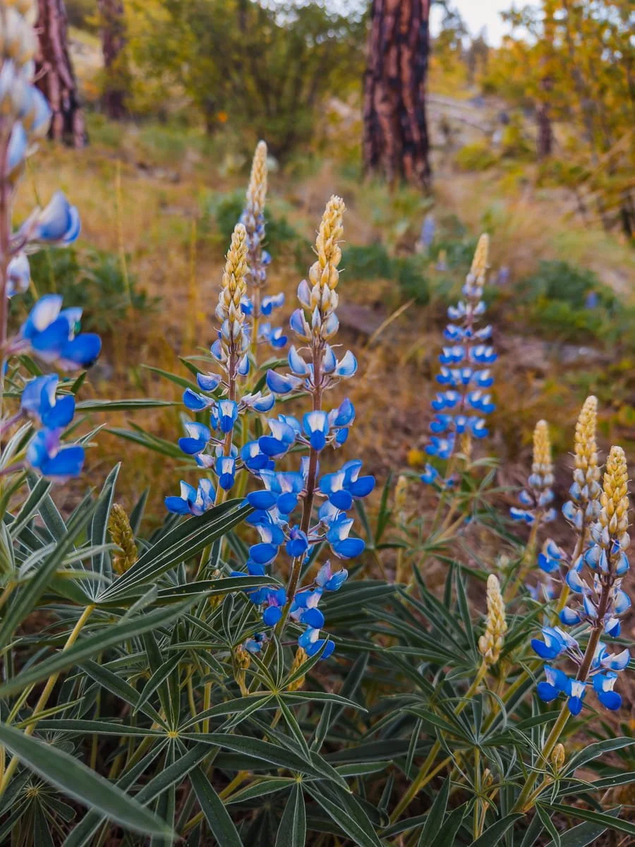 icicle-ridge-hike-lupines.jpg