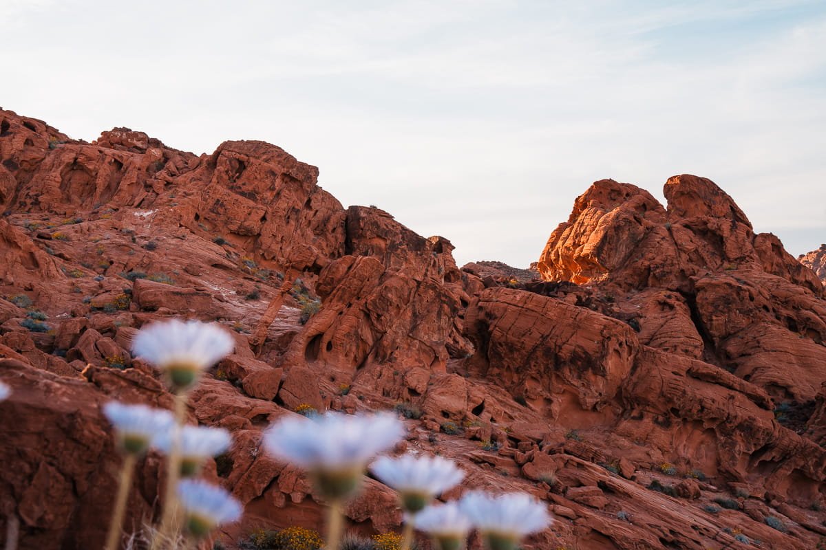 red sandstone rocks with some small wildflowers in the foreground