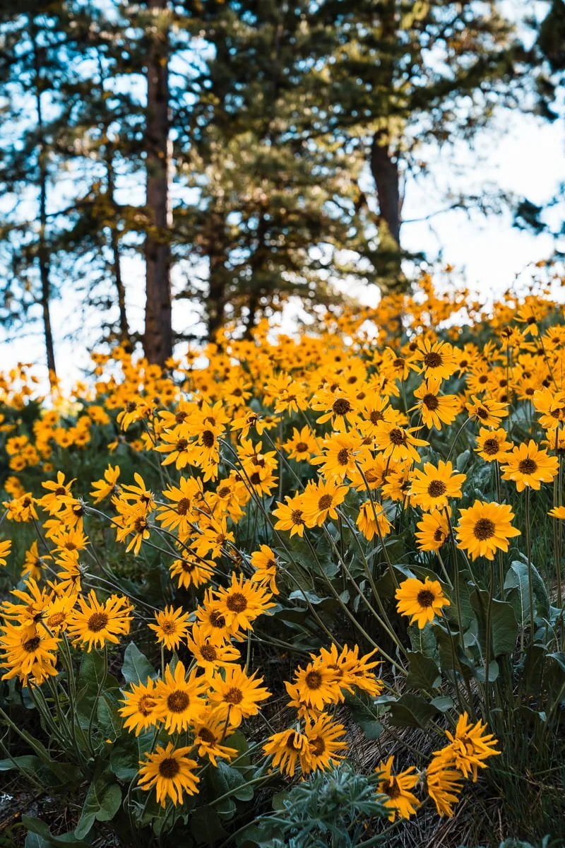  meadow of balsam root flowers in washington 